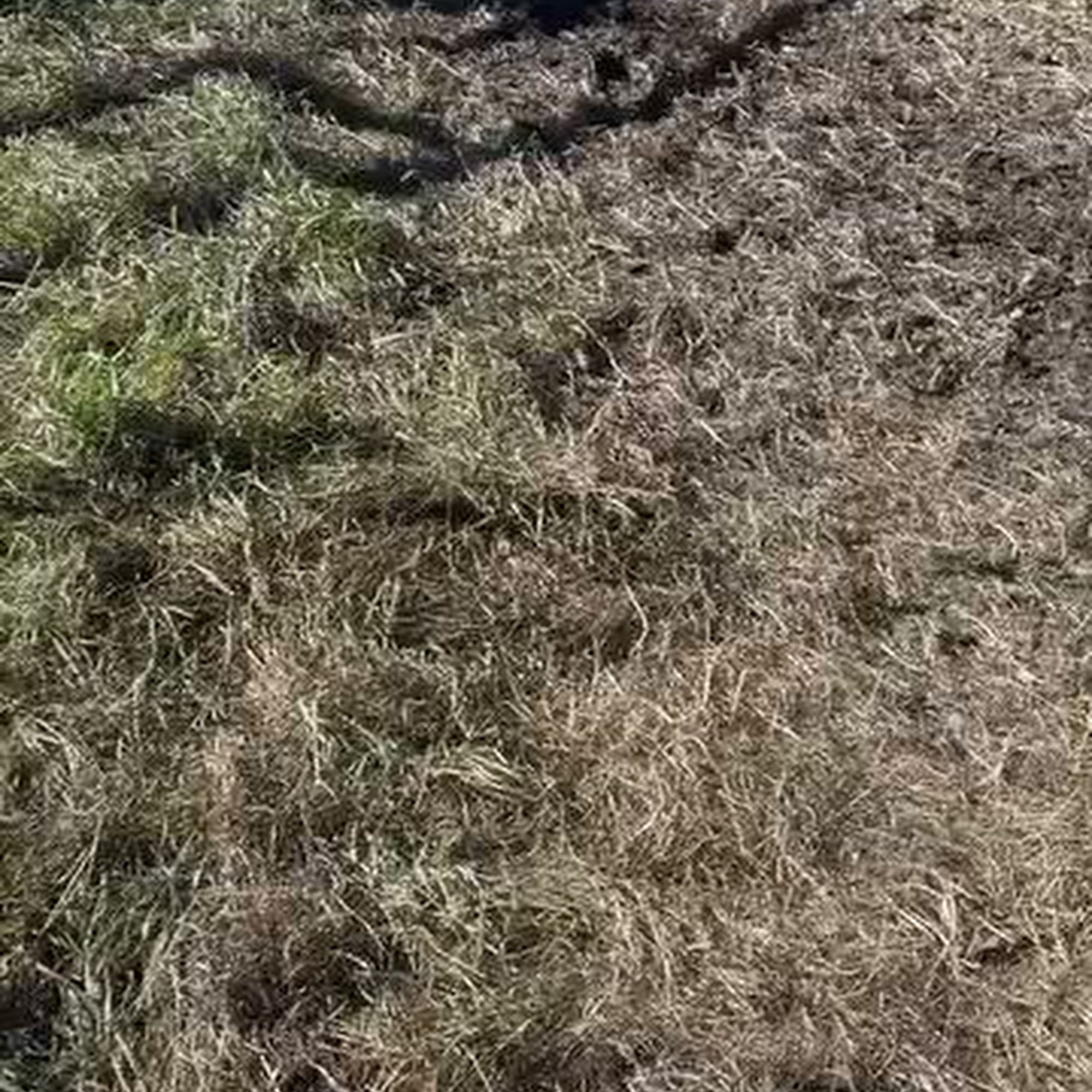 Southwood Veterinary Clinic Jamestown