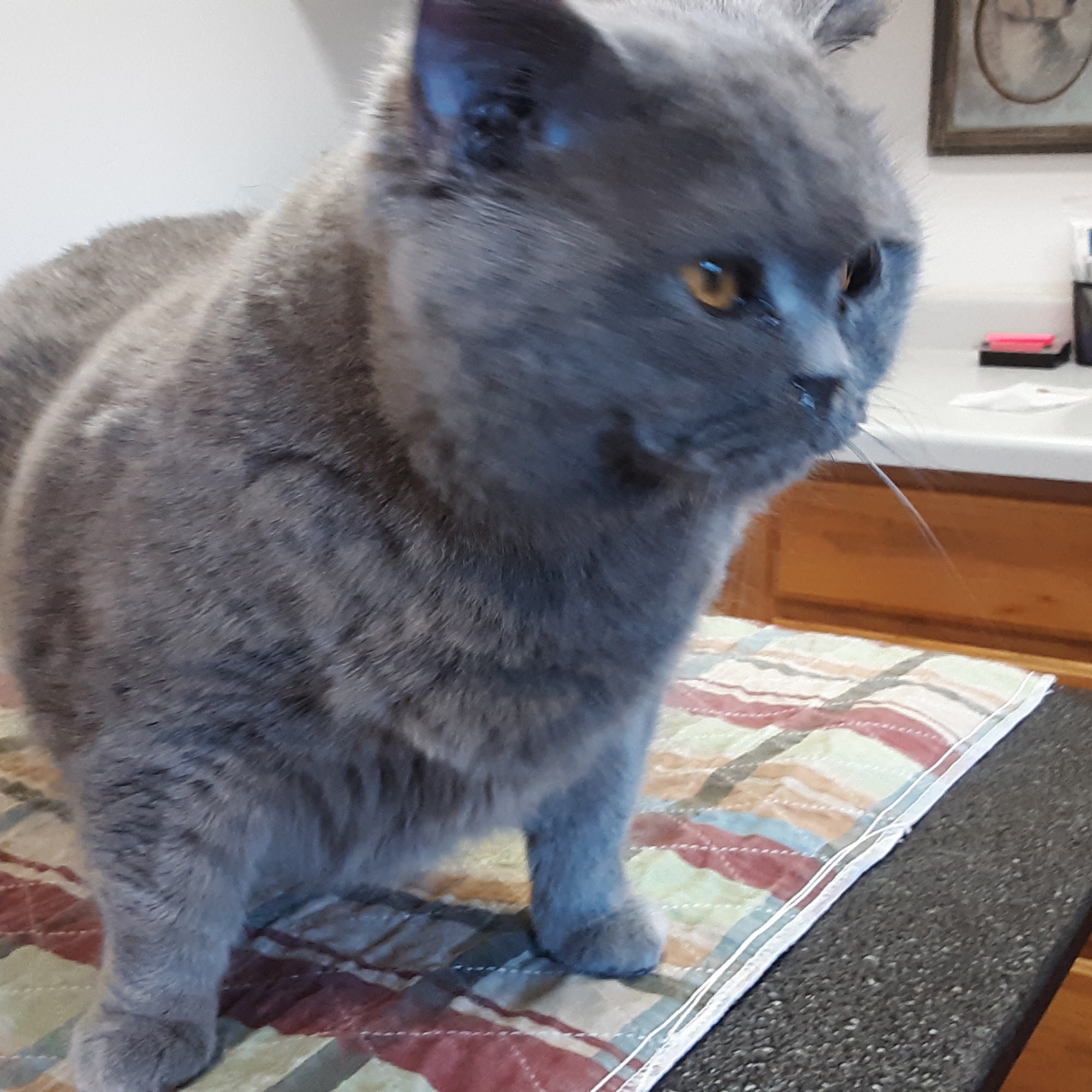 Agassiz Animal Hospital Park River