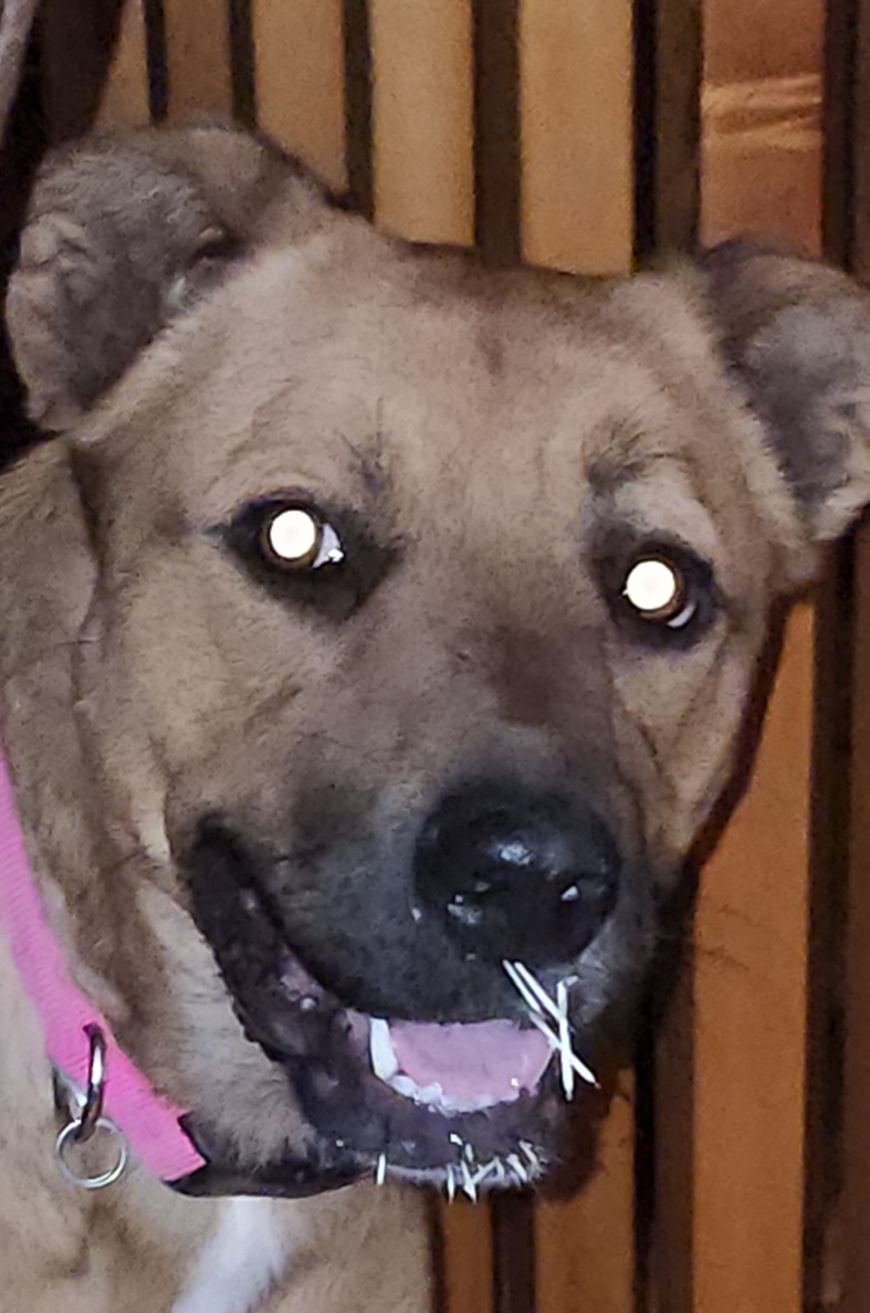 Steele Veterinary Clinic Steele