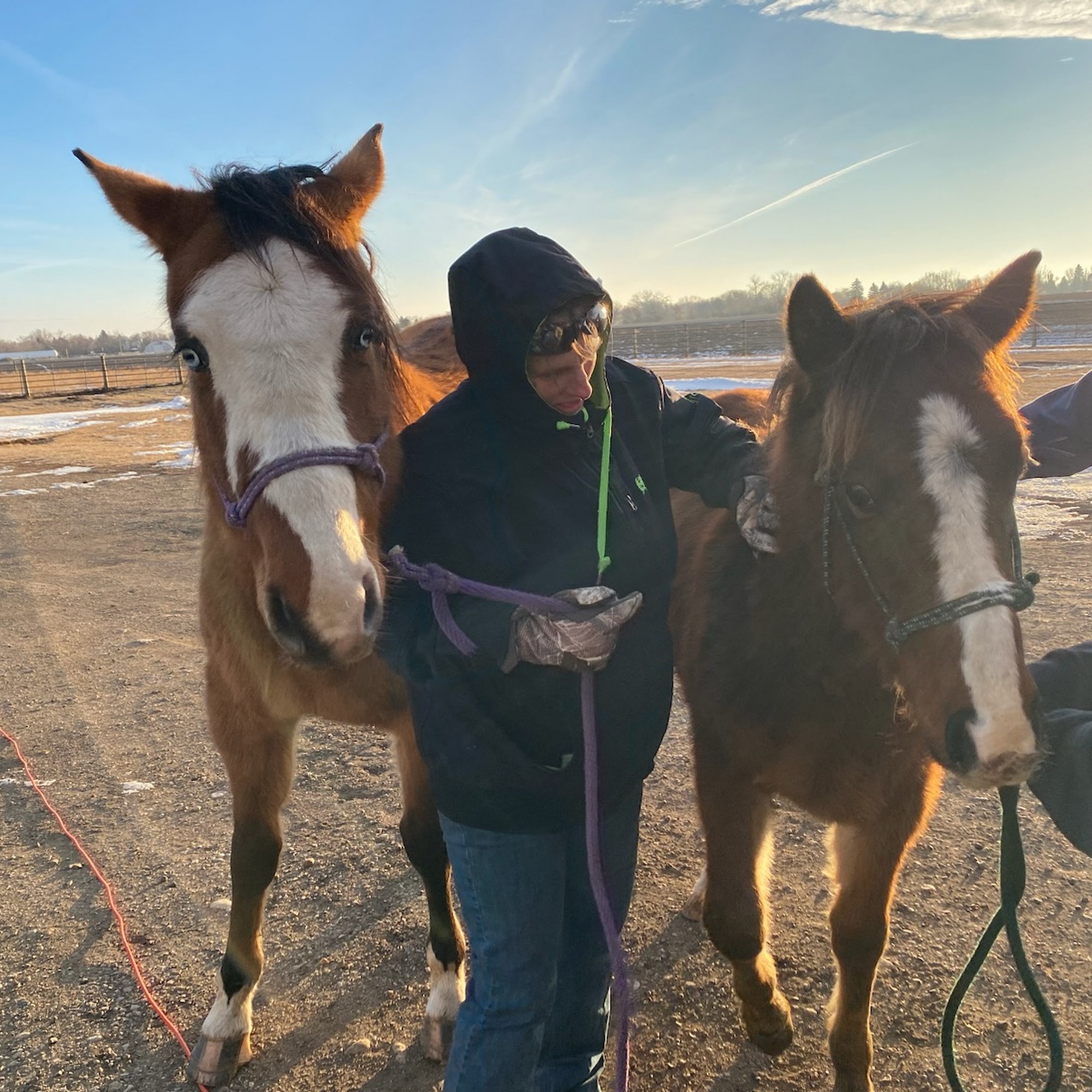 Steele Veterinary Clinic Steele