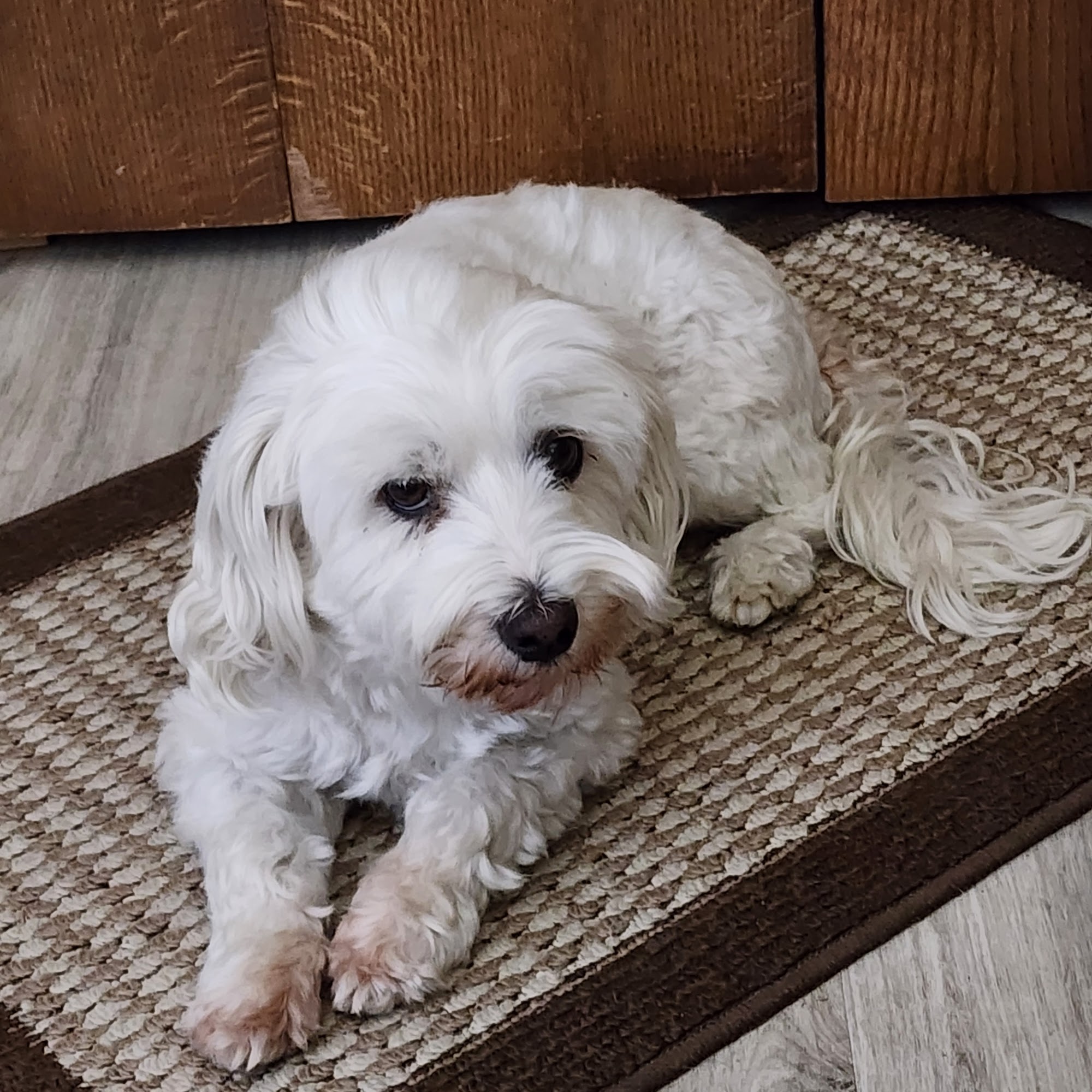 Dakota Veterinary Hospital Wahpeton