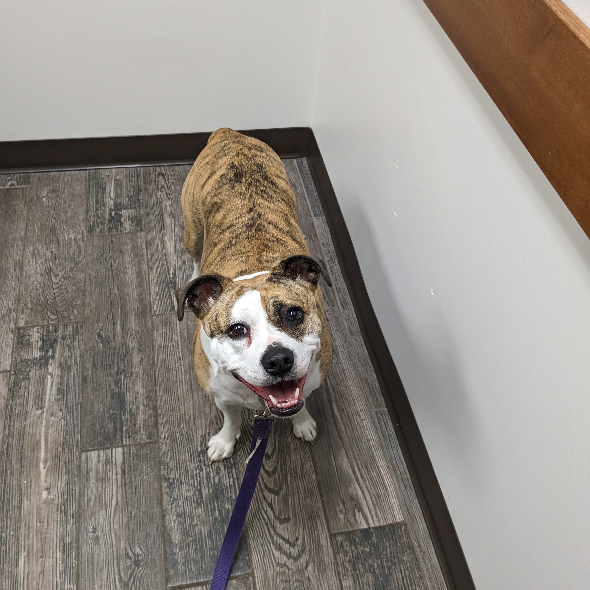 West Fargo Animal Hospital West Fargo