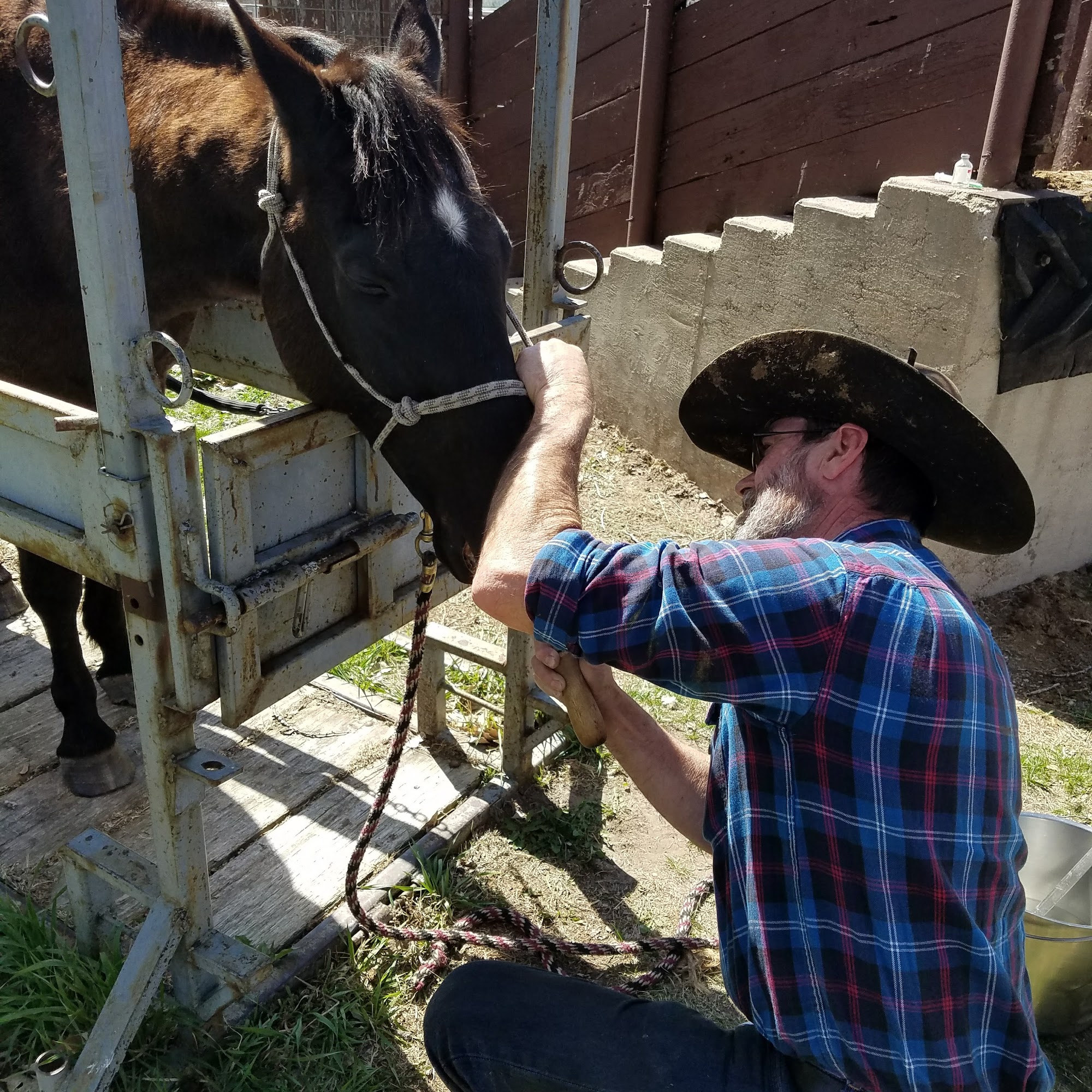 Bierman Vet Services Arnold