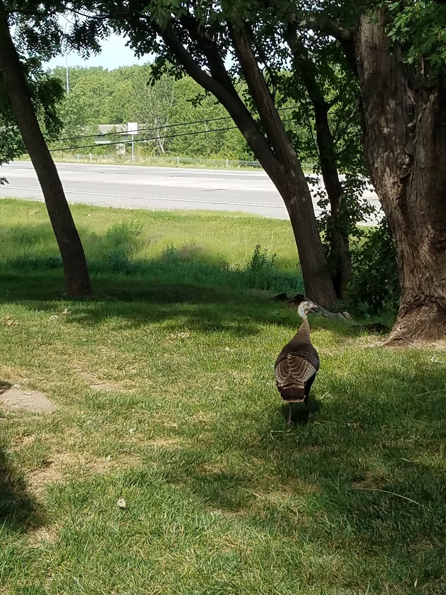 Porter Ridge Veterinary Clinic Ashland