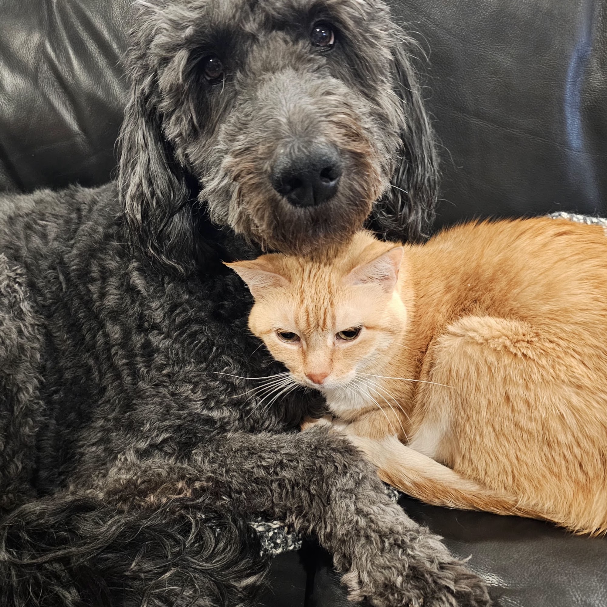 Porter Ridge Veterinary Clinic Ashland