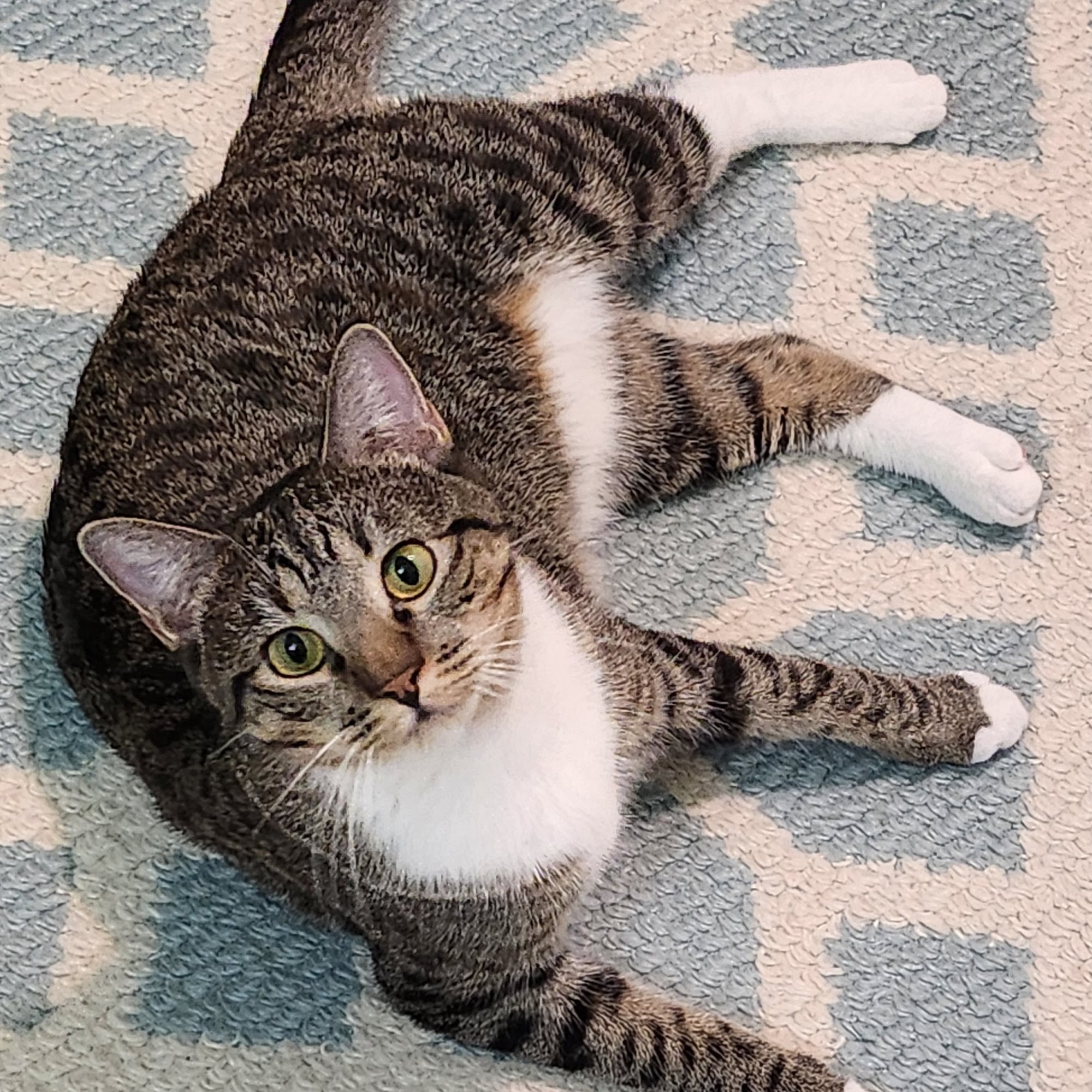 Aurora Veterinary Clinic Aurora