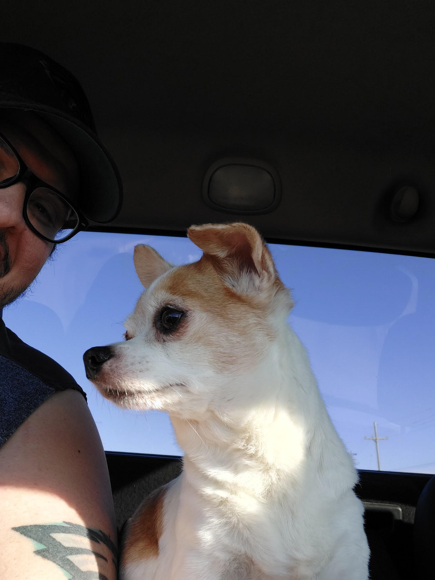 Aurora Veterinary Clinic Aurora