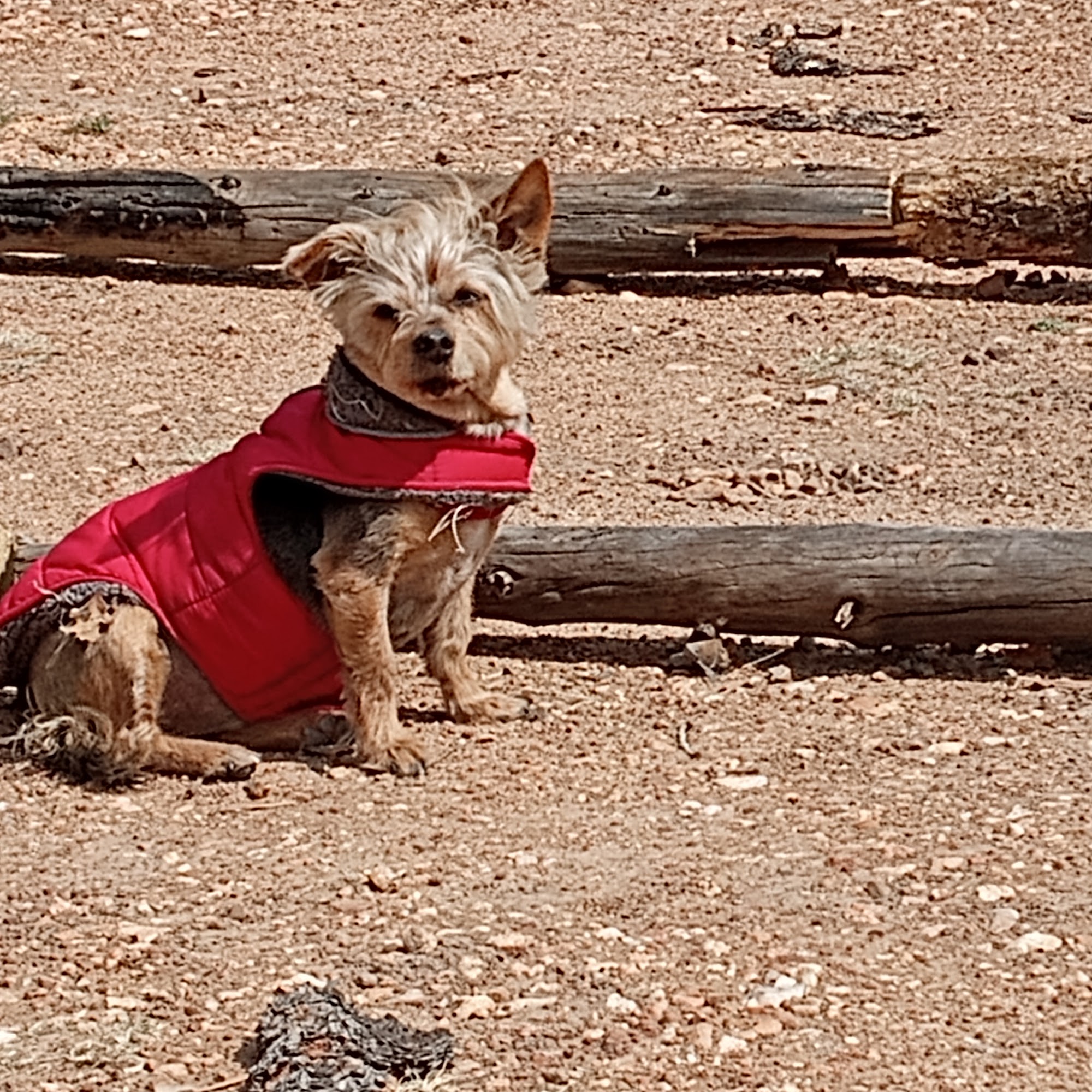 Beatrice Animal Hospital Beatrice