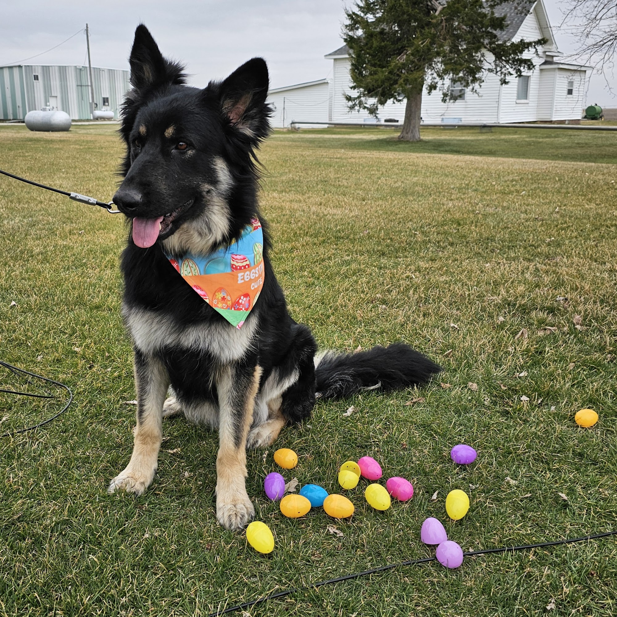 Oakview Veterinary Clinic Beatrice
