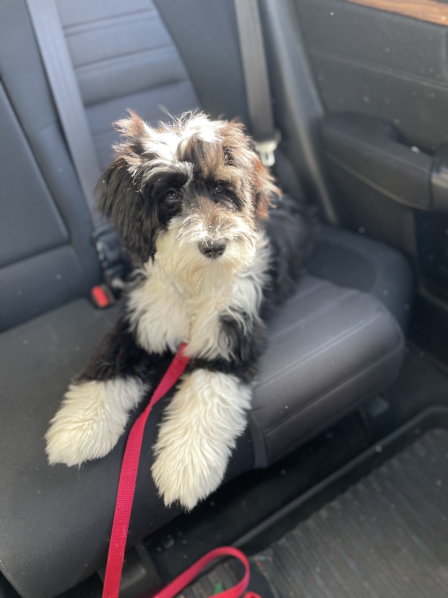 Success Portuguese Water Dogs Beatrice