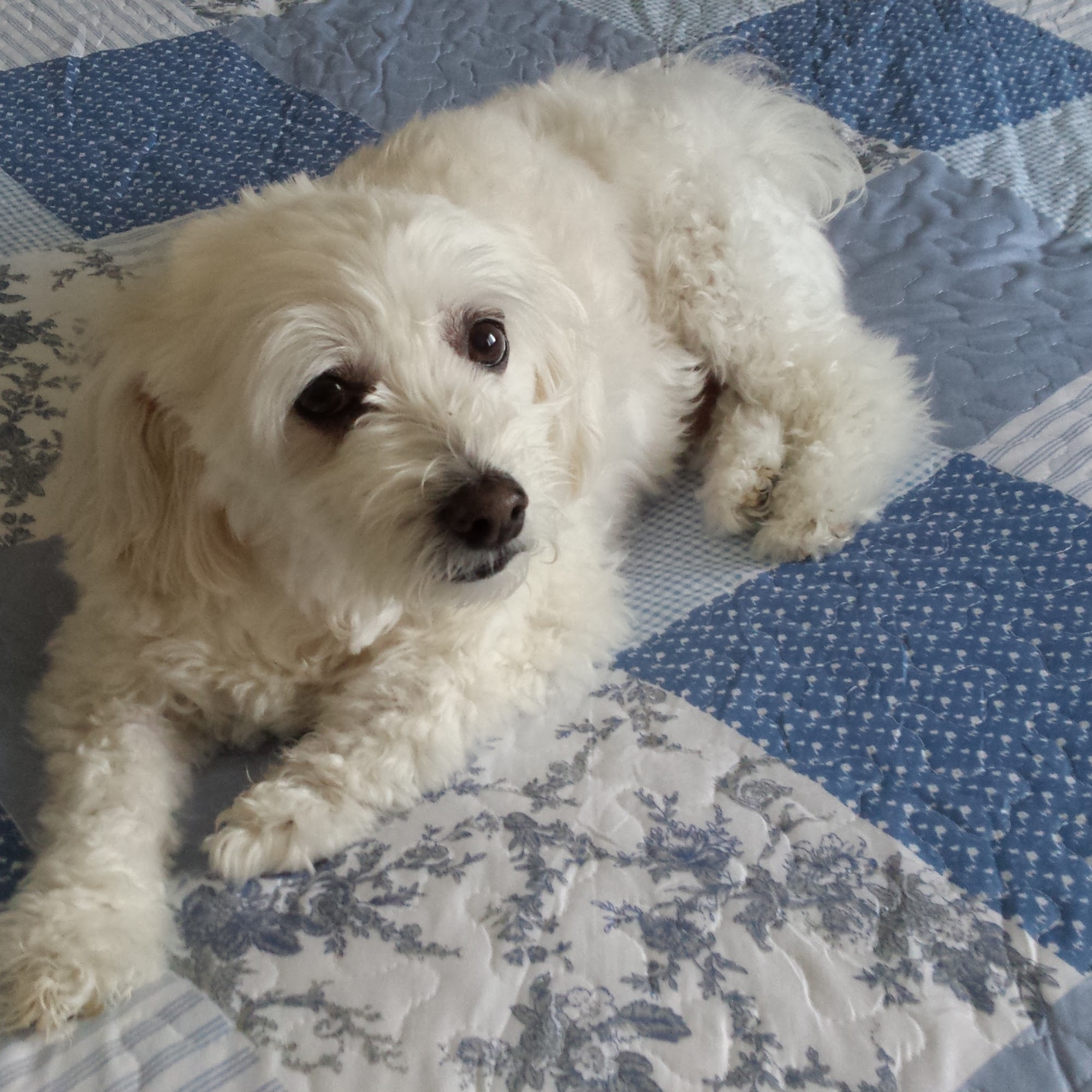 Heartland Pet Hospital Bellevue