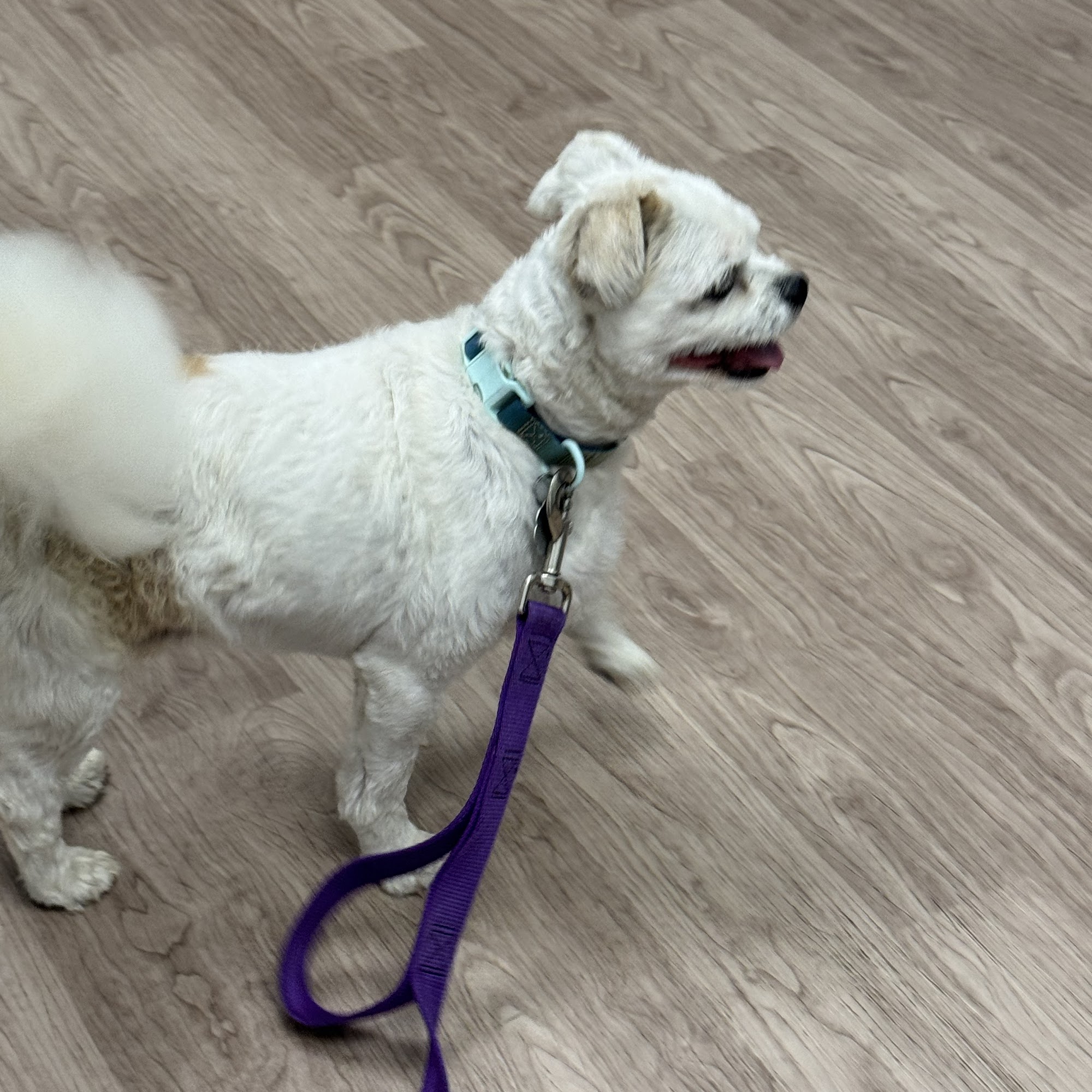 Twin Creek Animal Hospital Bellevue