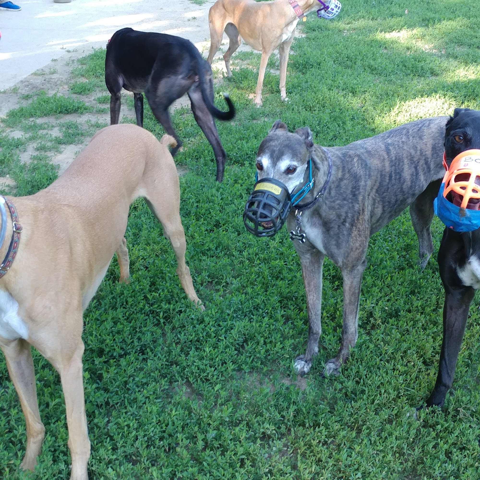 Jewell Dog Park Bellevue