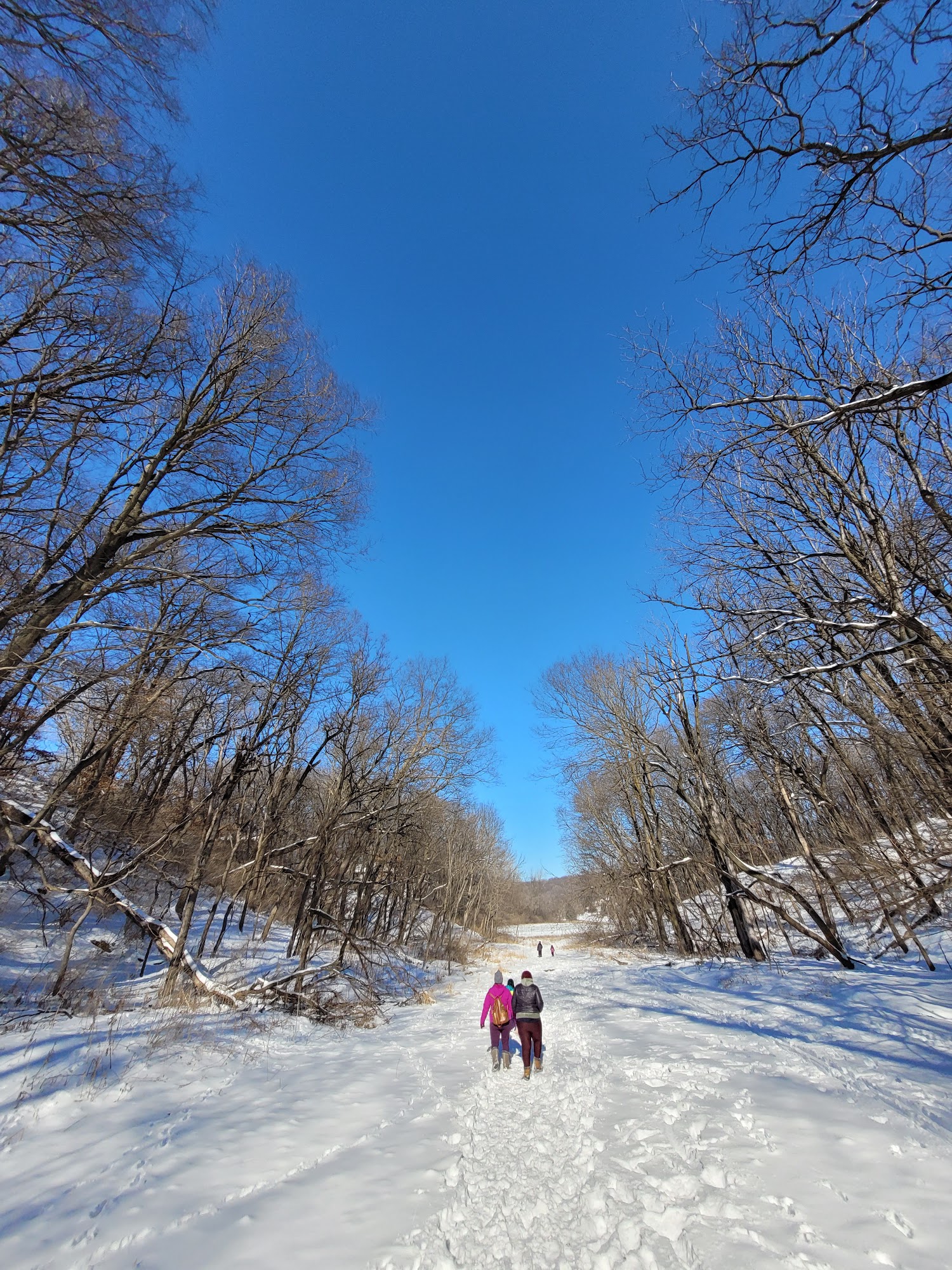 Jewell Dog Park Bellevue