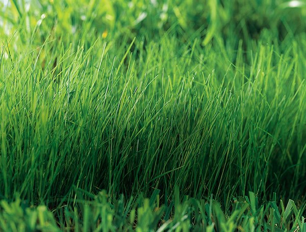 Custom Lawns of Omaha
