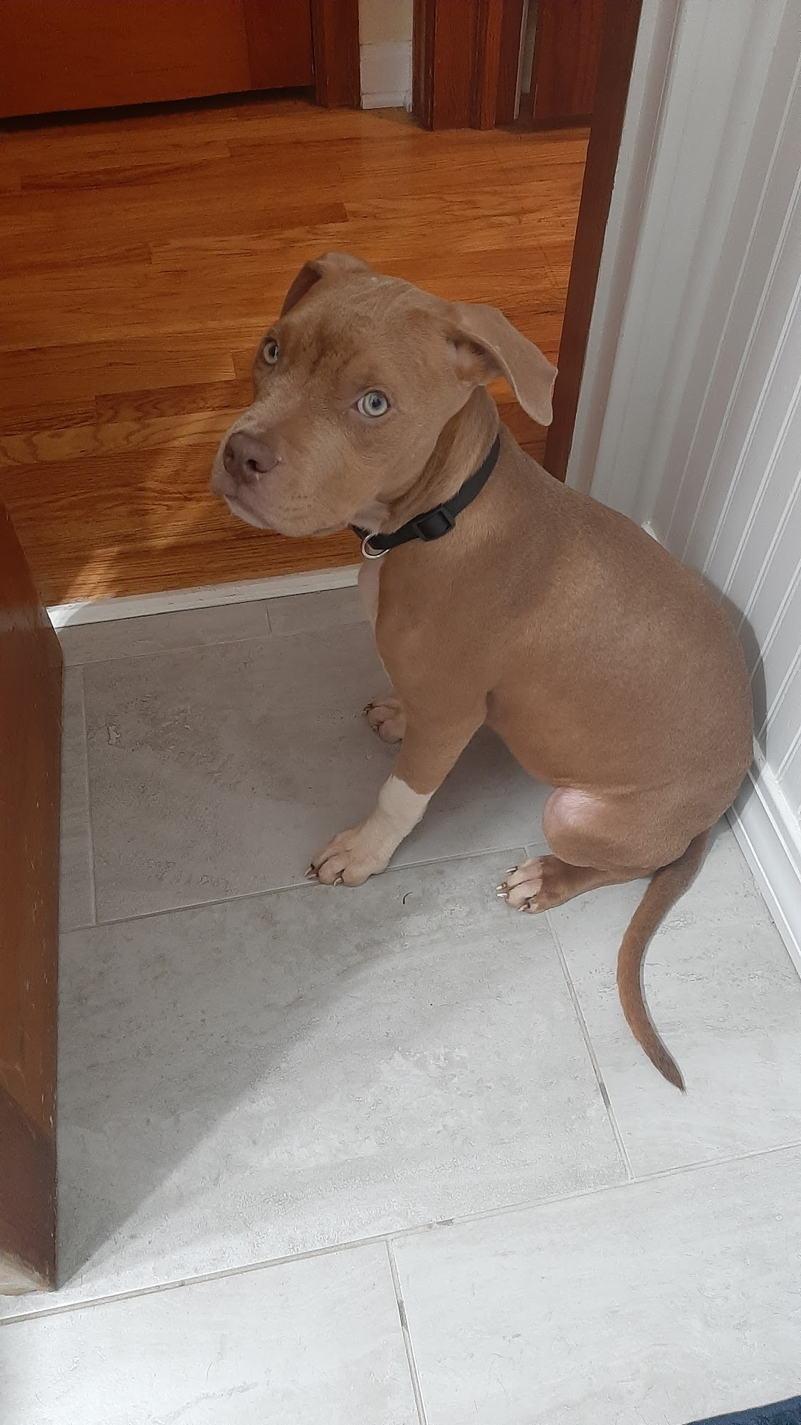 Thone Animal Hospital Blair