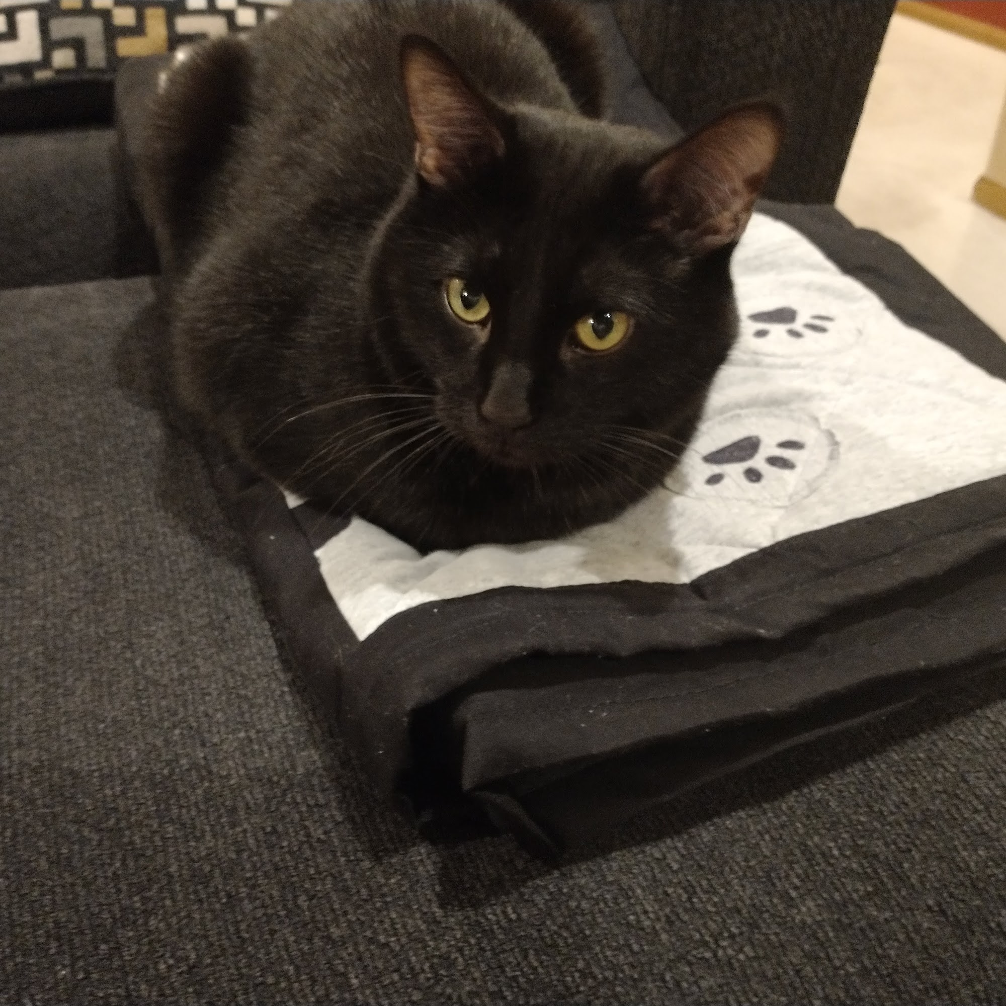 Thone Animal Hospital Blair