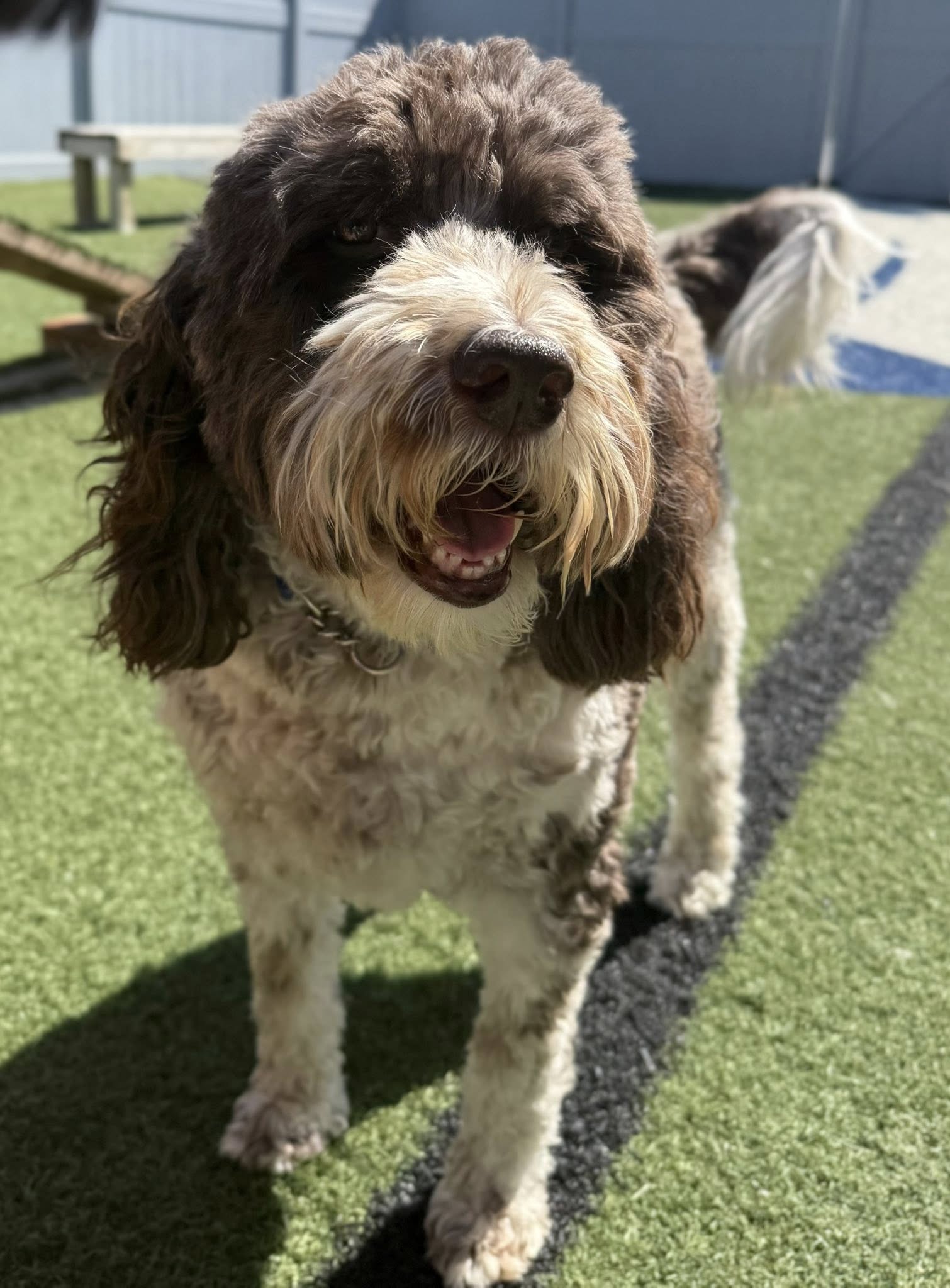 Country Acres Pet Resort Blair