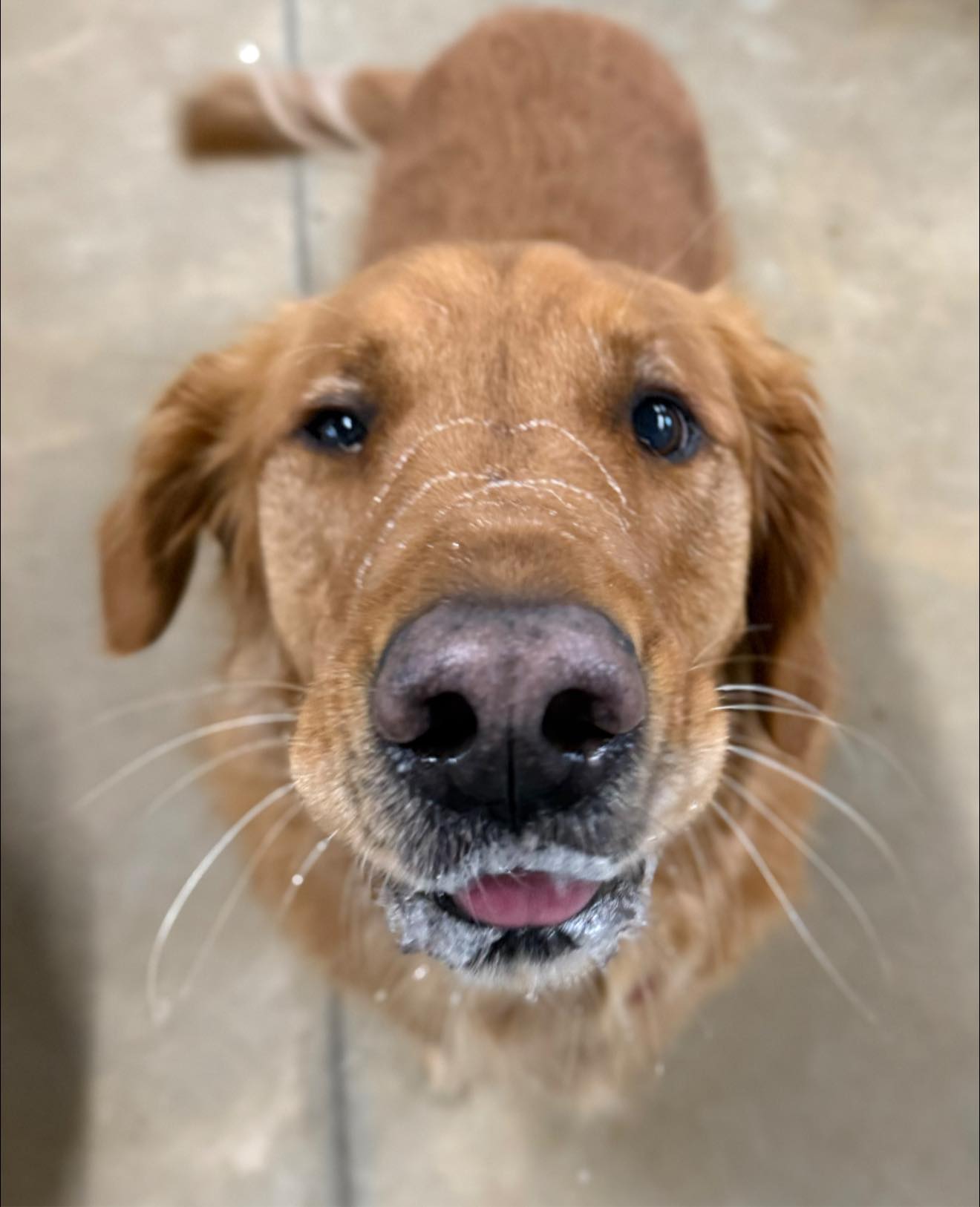 Country Acres Pet Resort Blair