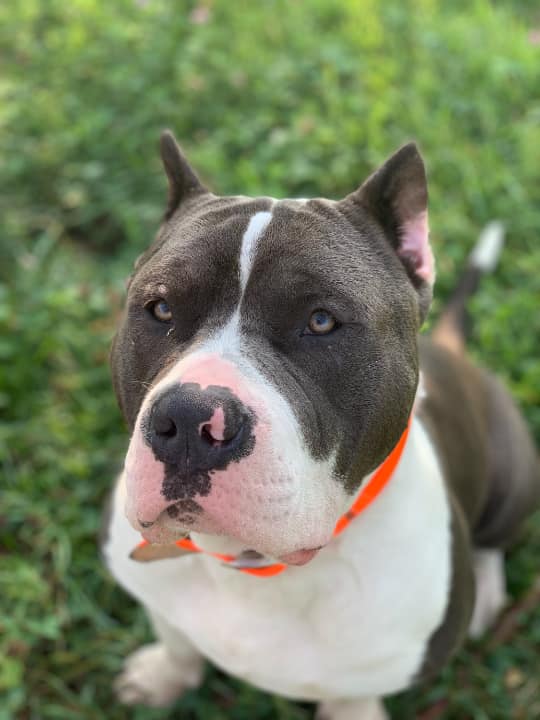 Jeanette Hunt (Blair) Animal Shelter Blair