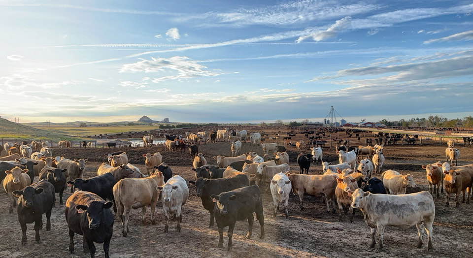 Maverick Beef Feedlot LLC Bridgeport