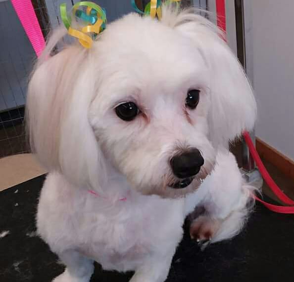 Fuzzie Friends Broken Bow