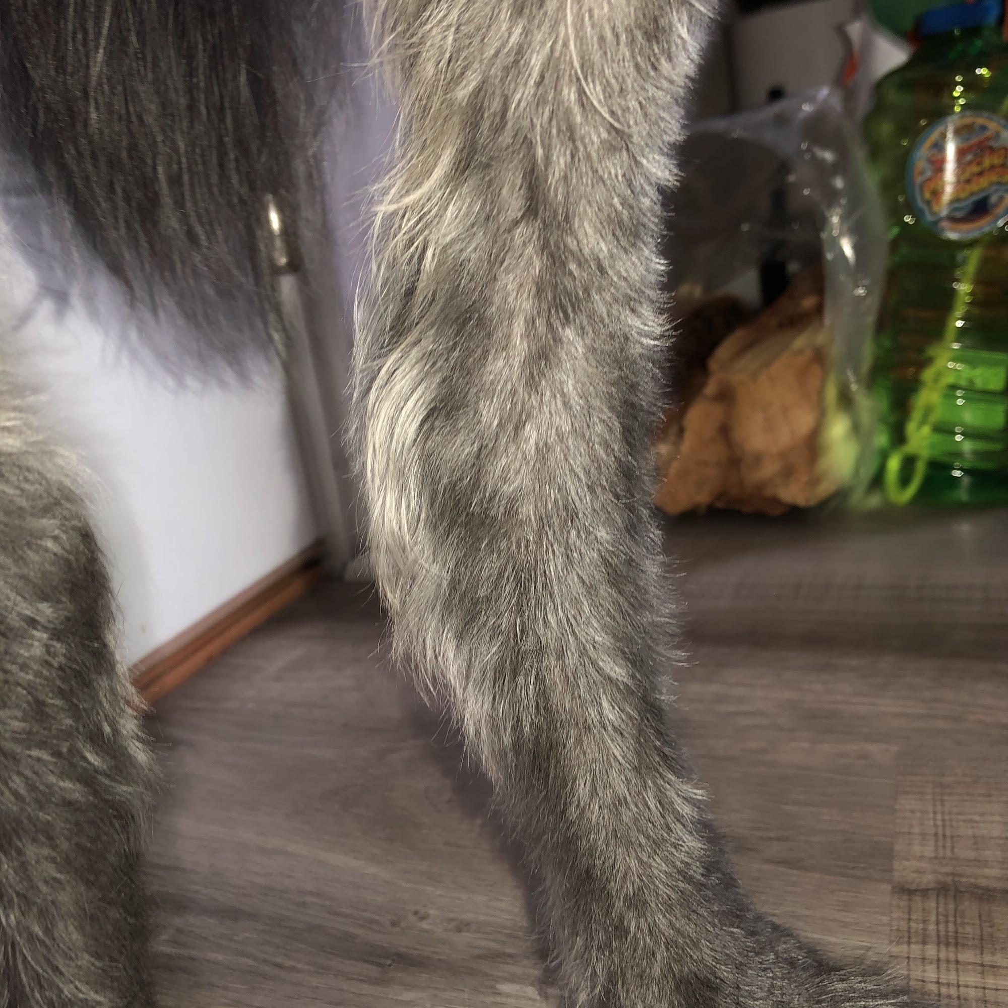 Pet Care Specialists Columbus