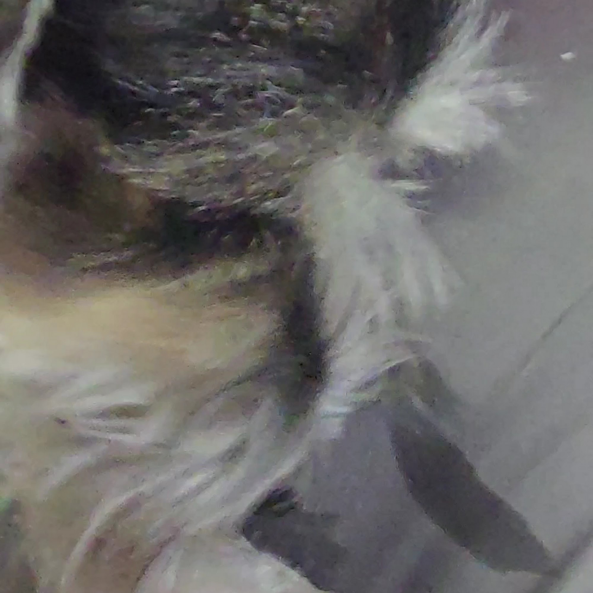 Columbus Small Animal Hospital Columbus