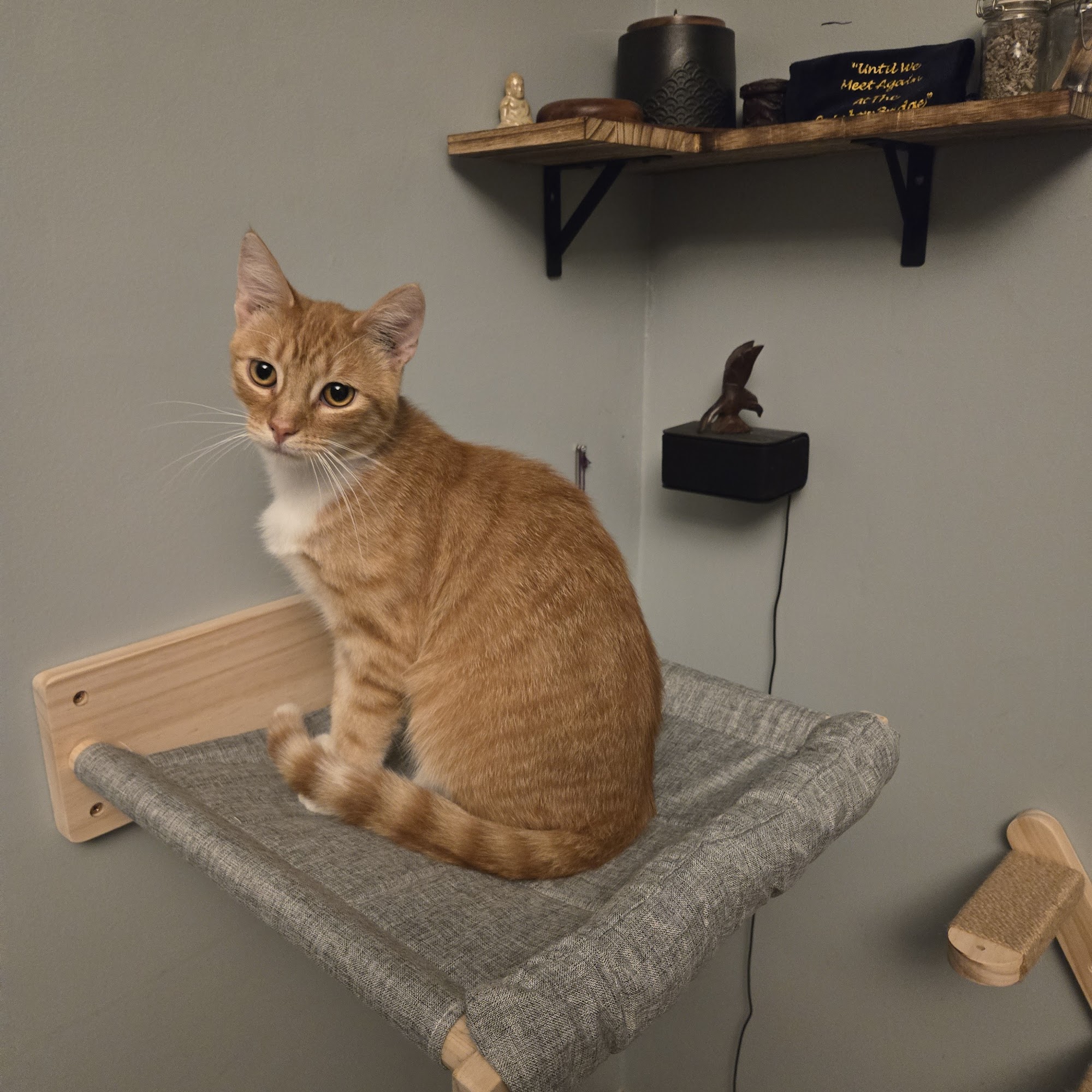 Countryside Small Animal Clinic Fort Calhoun