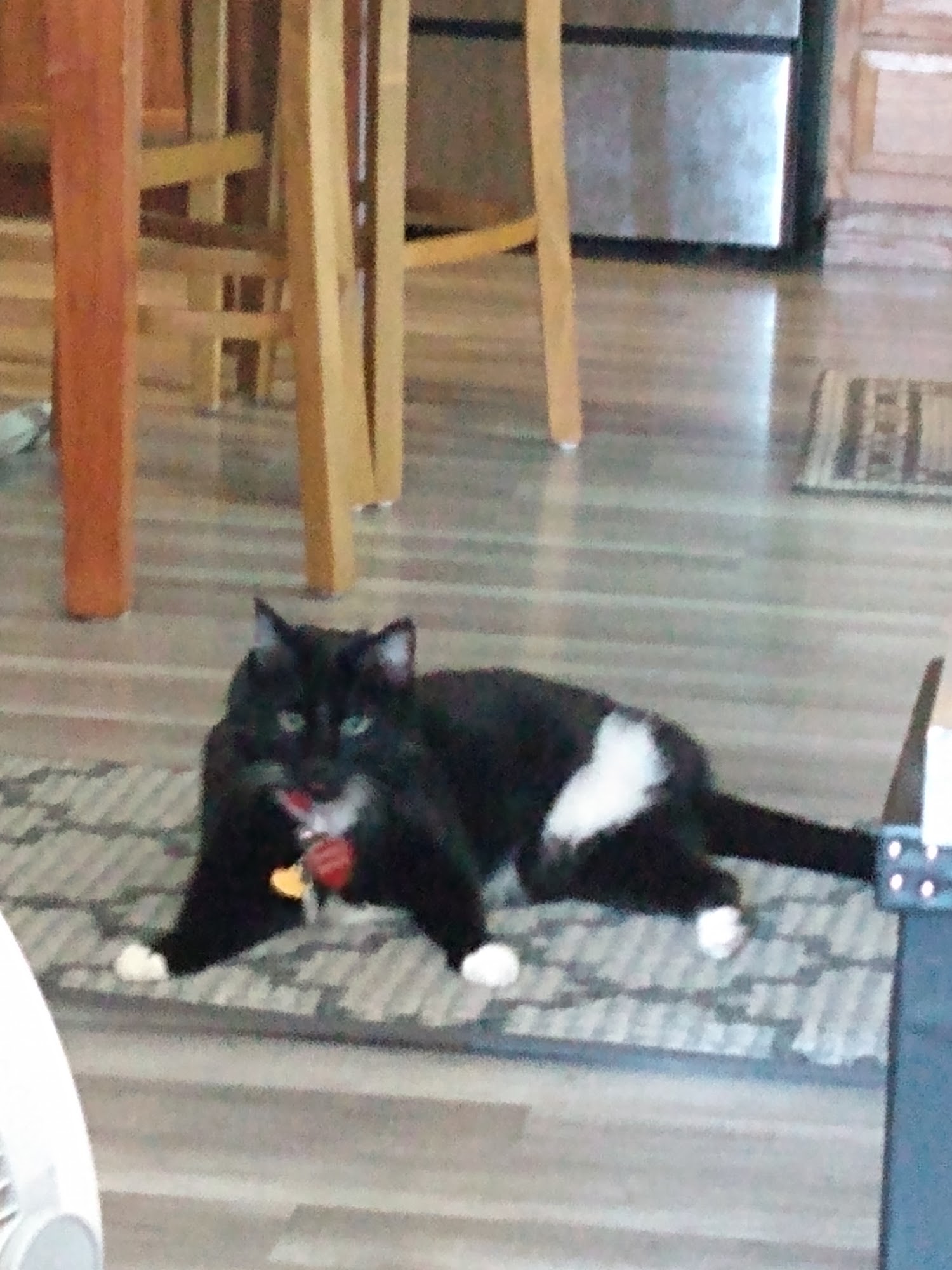 Animal Clinic Downtown Fremont