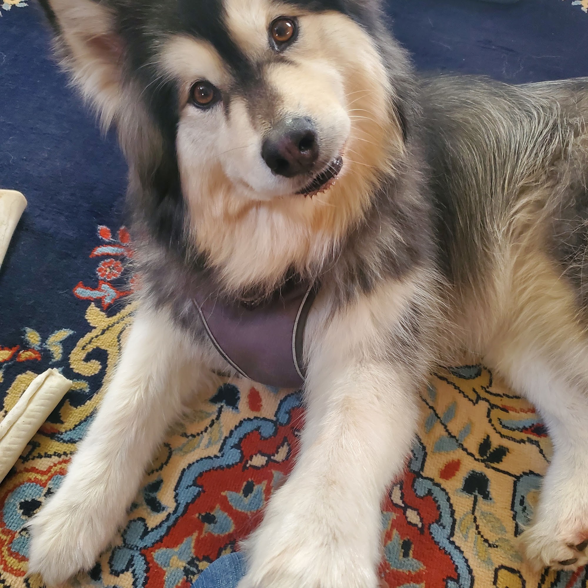 Animal Clinic Downtown Fremont