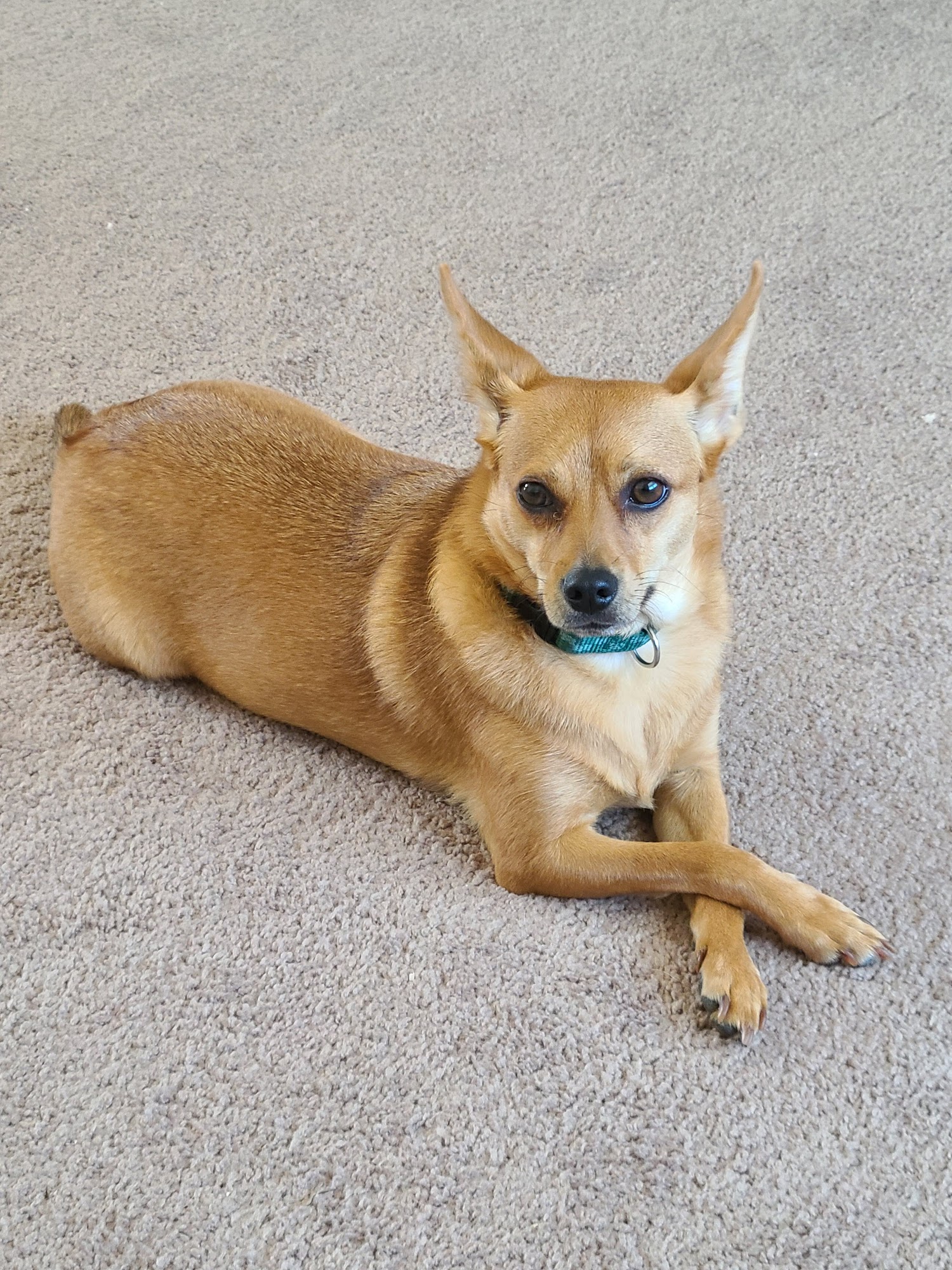 Dodge County Humane Society Fremont