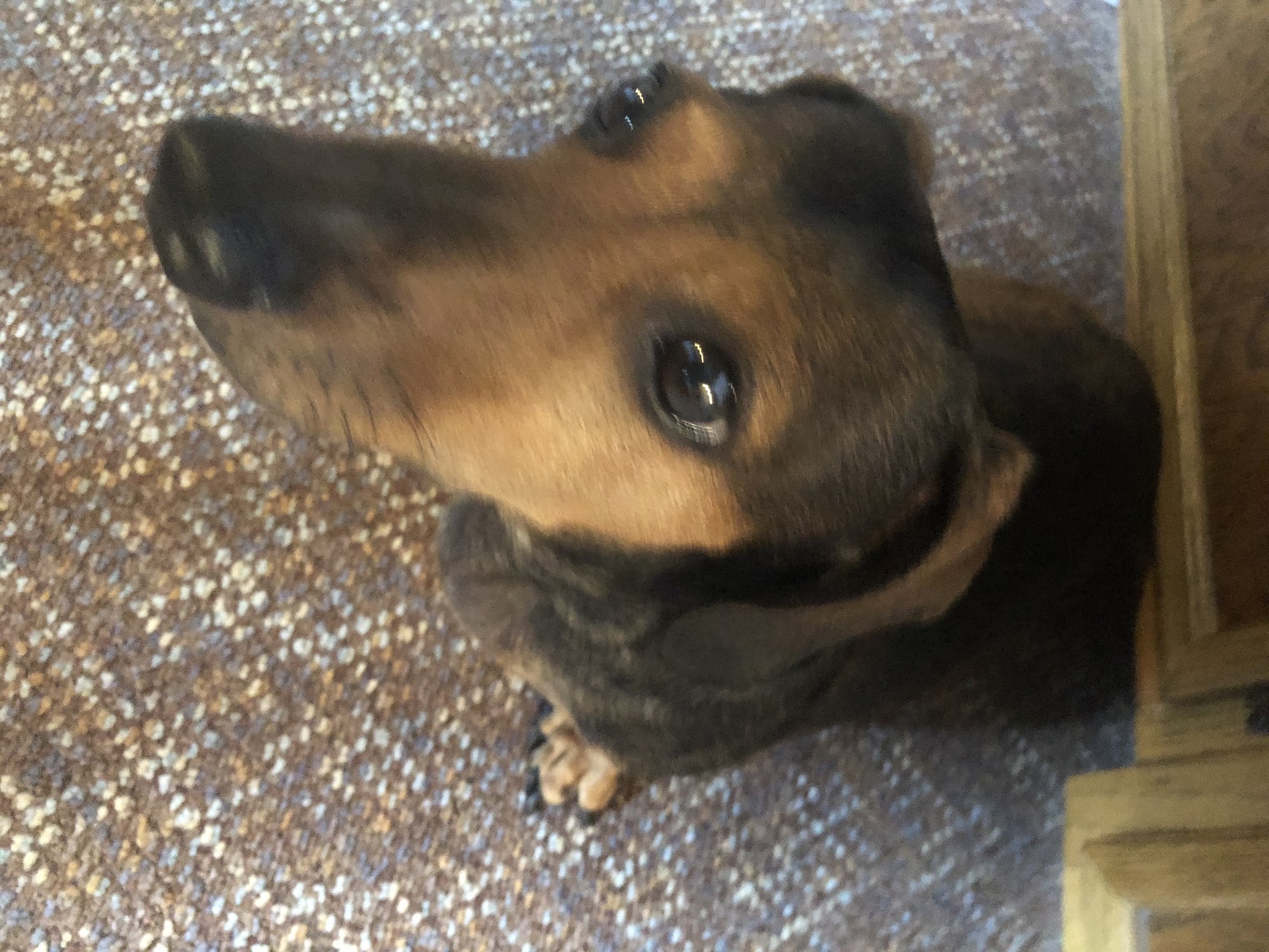 Hillrise Kennels Fremont