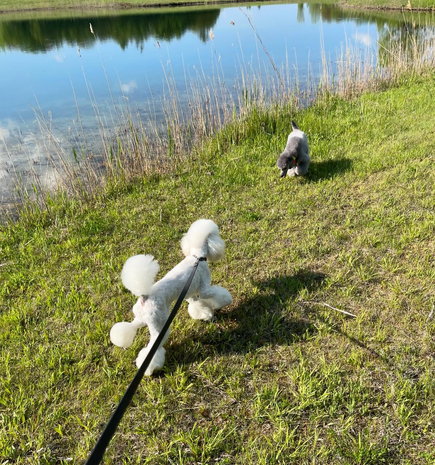 Little Big Dog Grooming