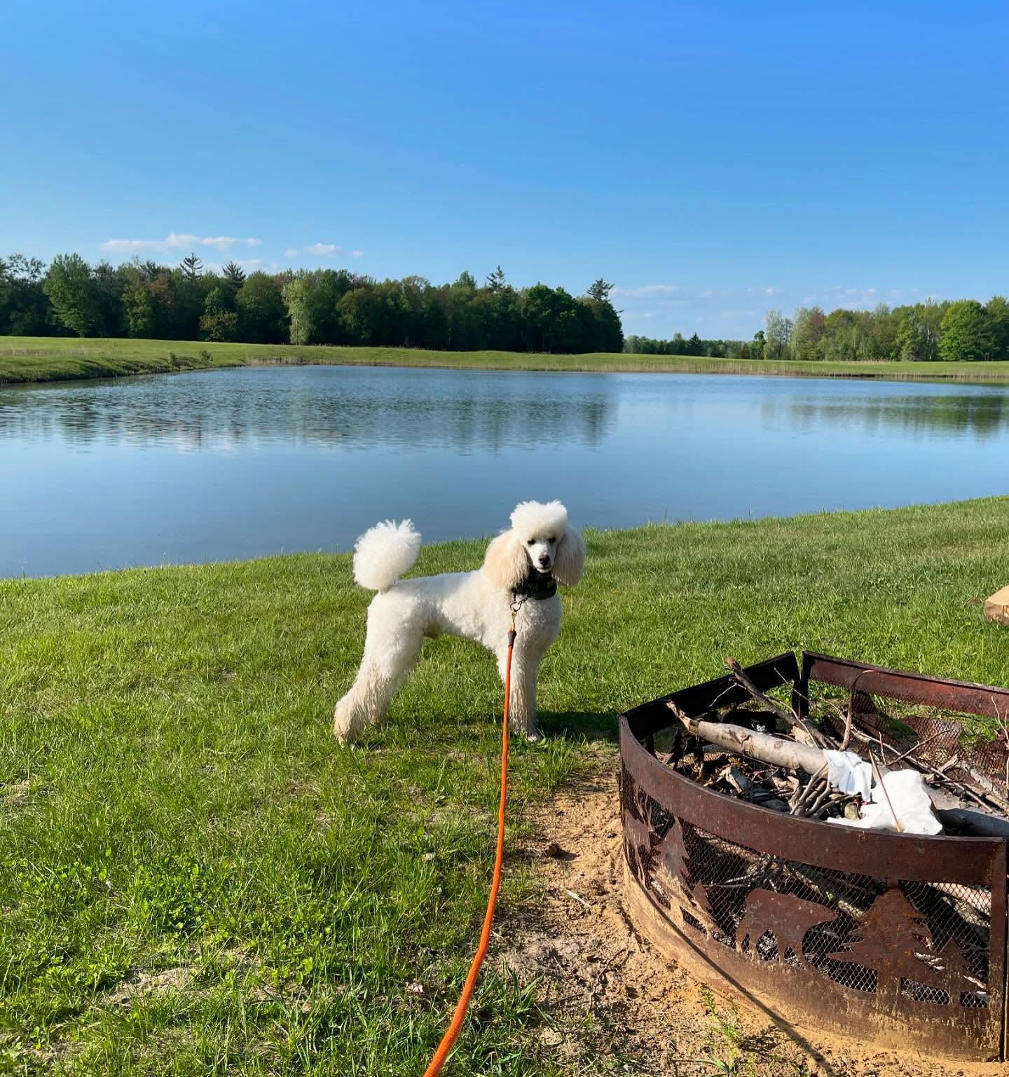 Little Big Dog Grooming