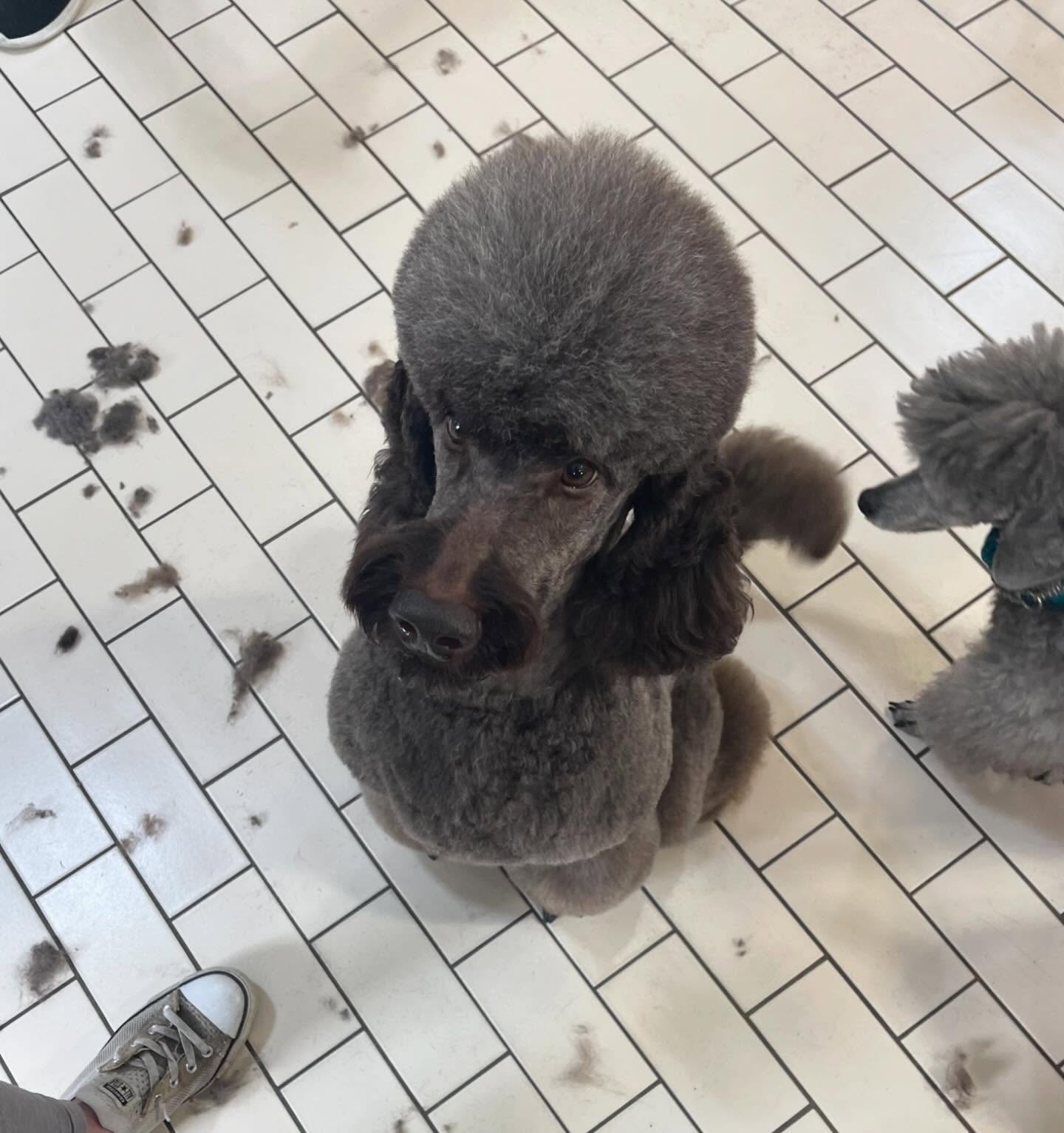 Little Big Dog Grooming