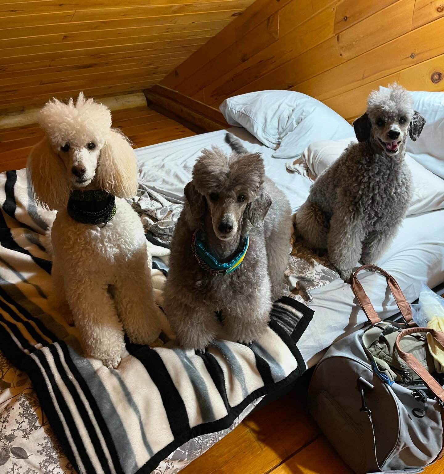 Little Big Dog Grooming