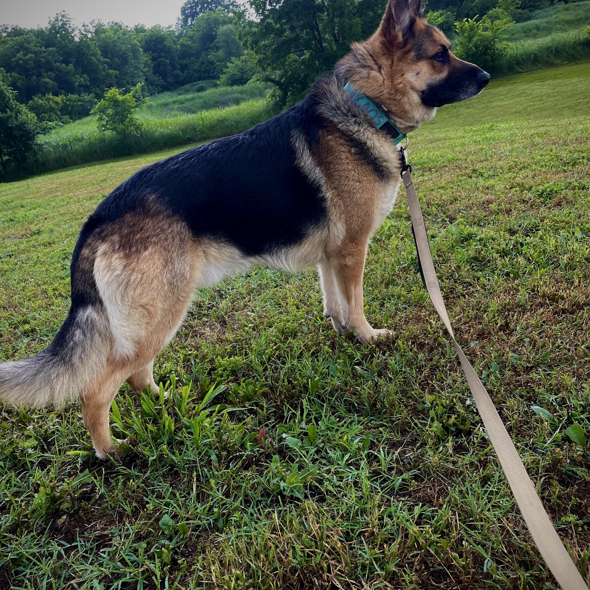 Family Pet Clinic Grand Island