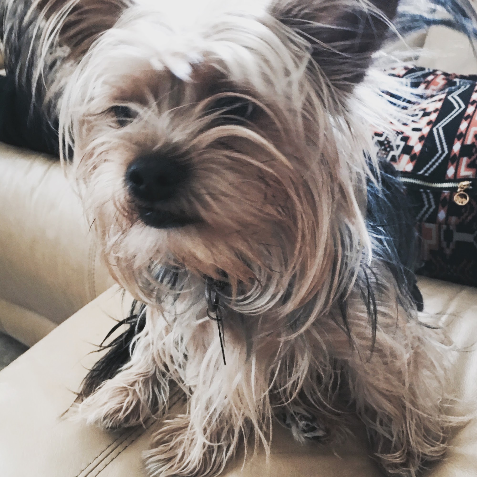 Grand Island Veterinary Hospital Grand Island