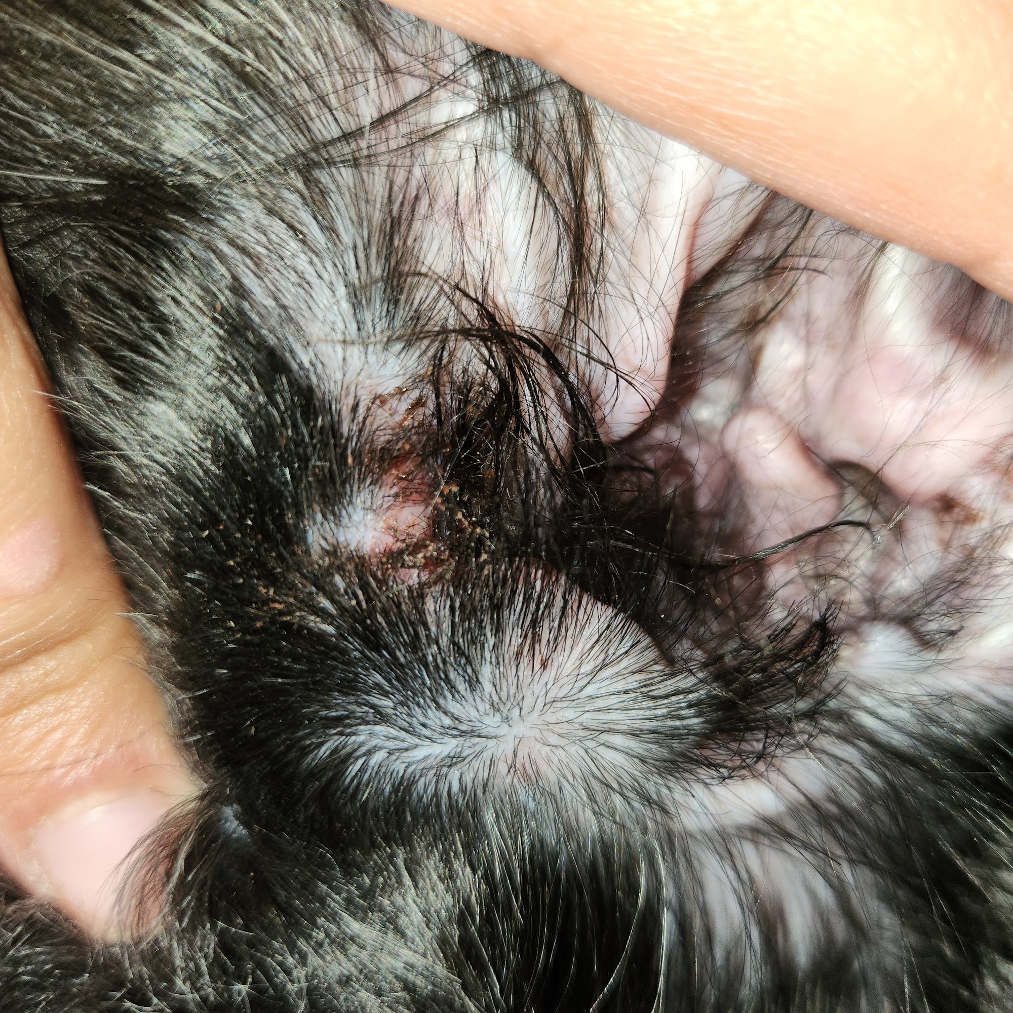 Carry's Pet Salon Grand Island