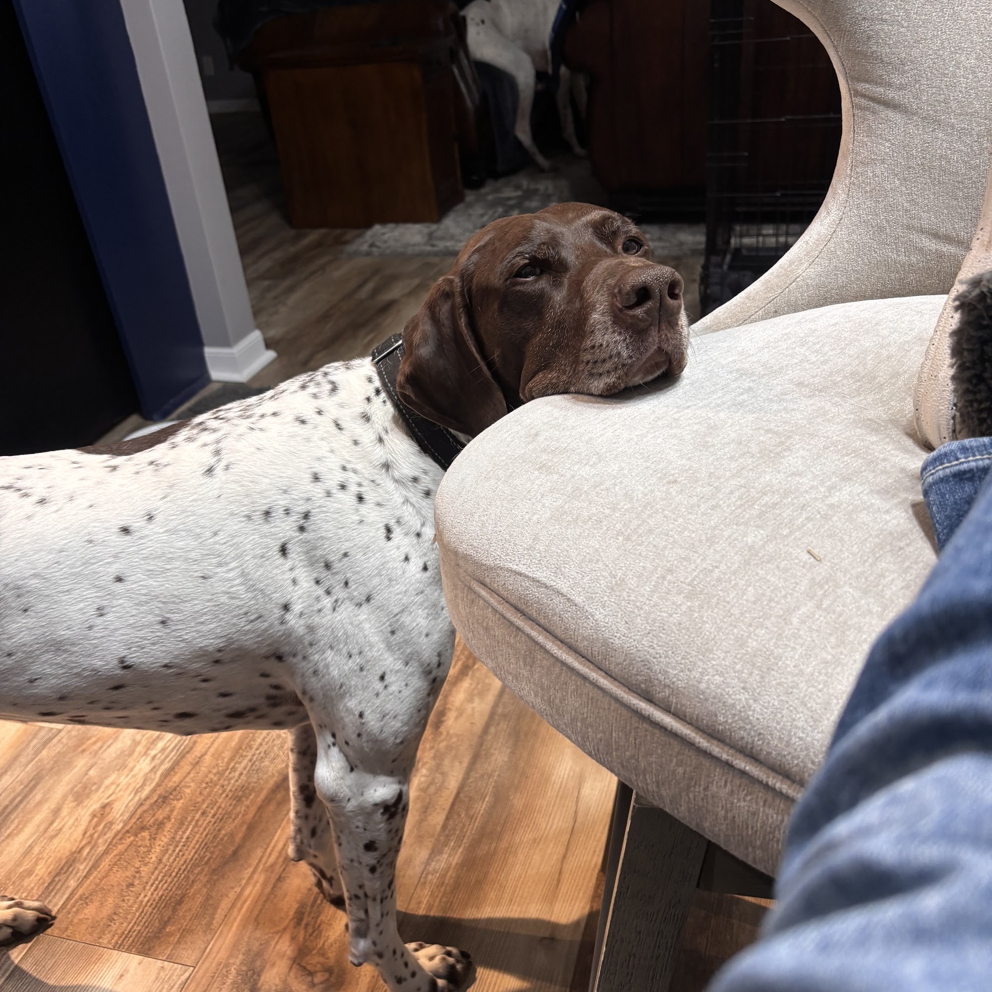 Tender Care Animal Hospital Gretna