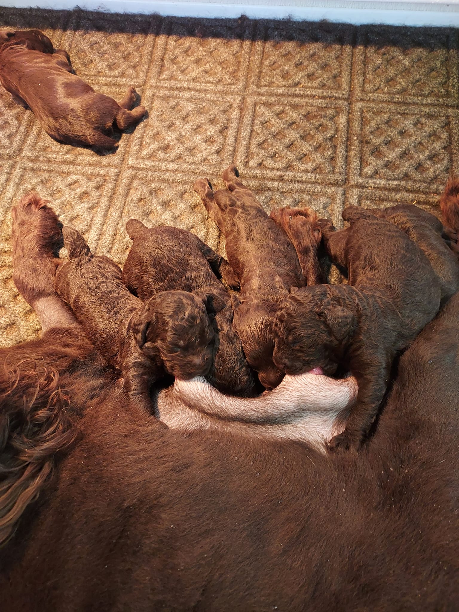 Premier Gundogs Training Kennel, INC.