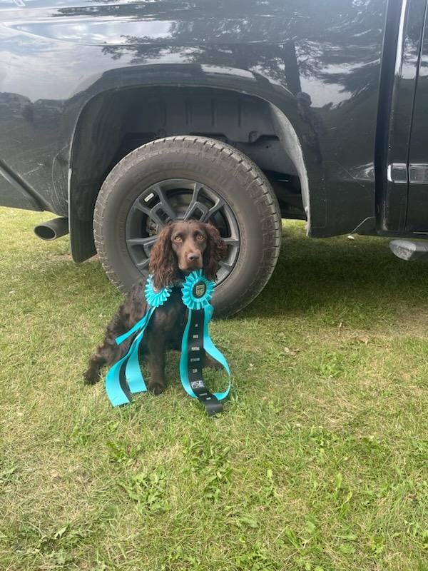 Premier Gundogs Training Kennel, INC.
