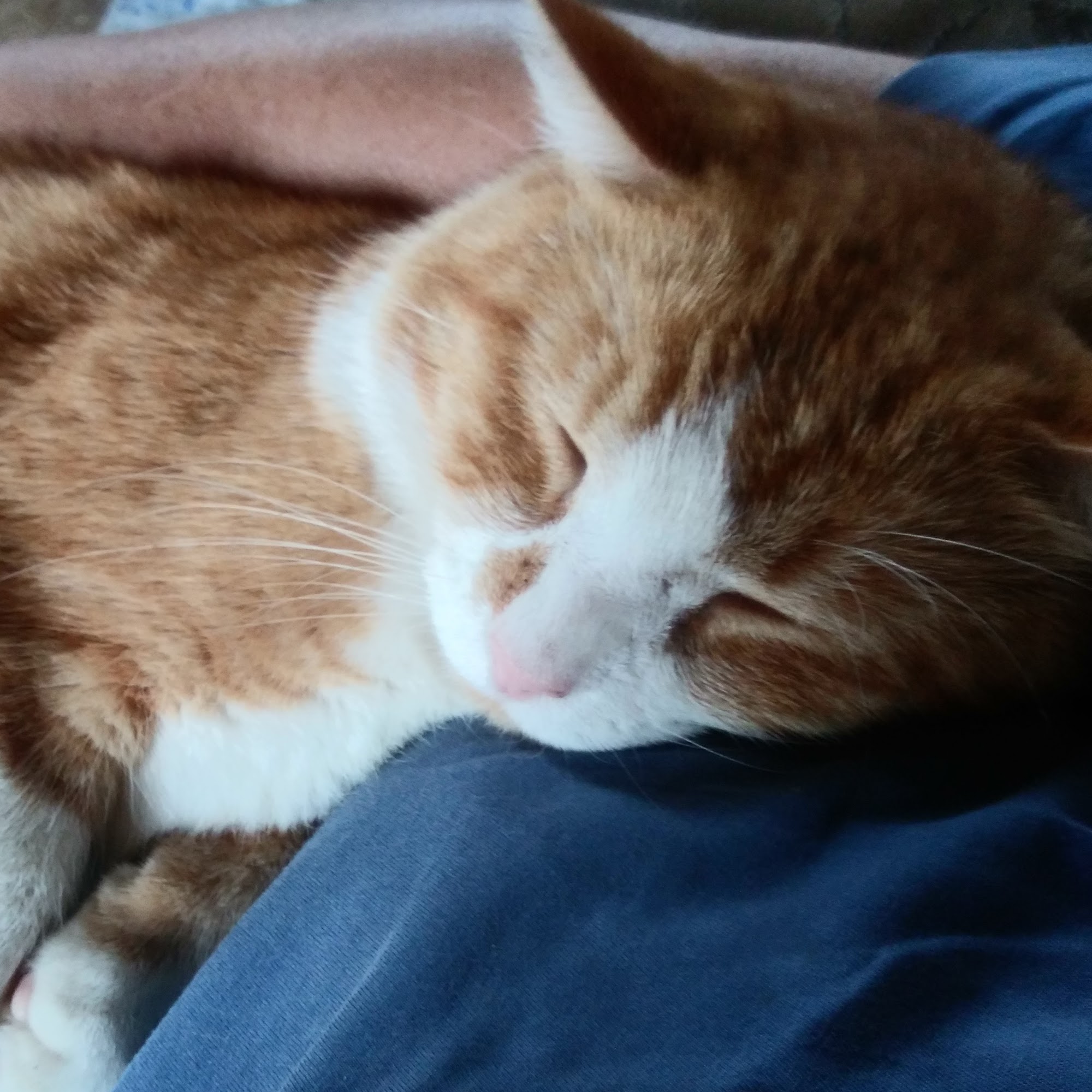 Animal Clinic of Hastings Hastings