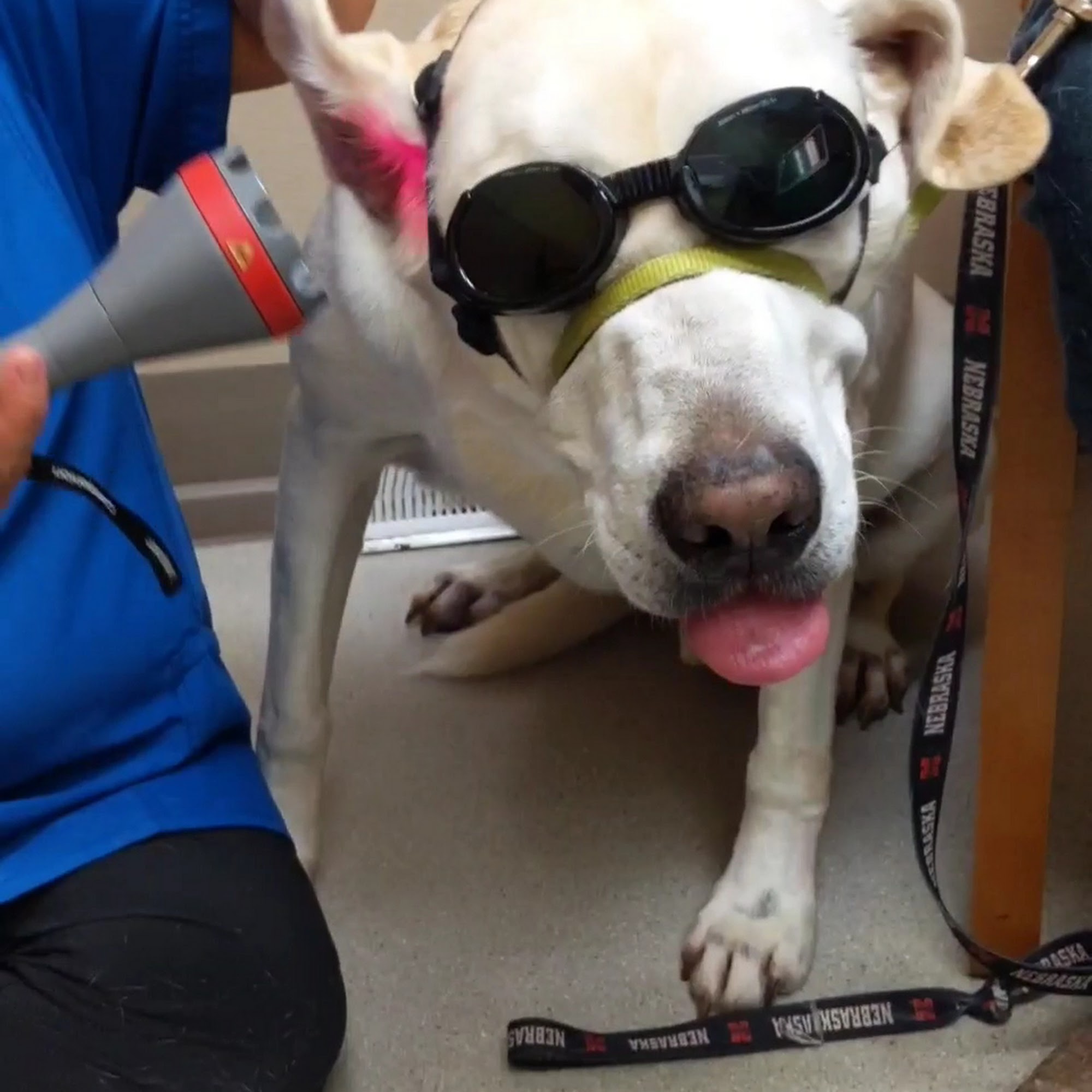 Hilltop Pet Clinic Kearney