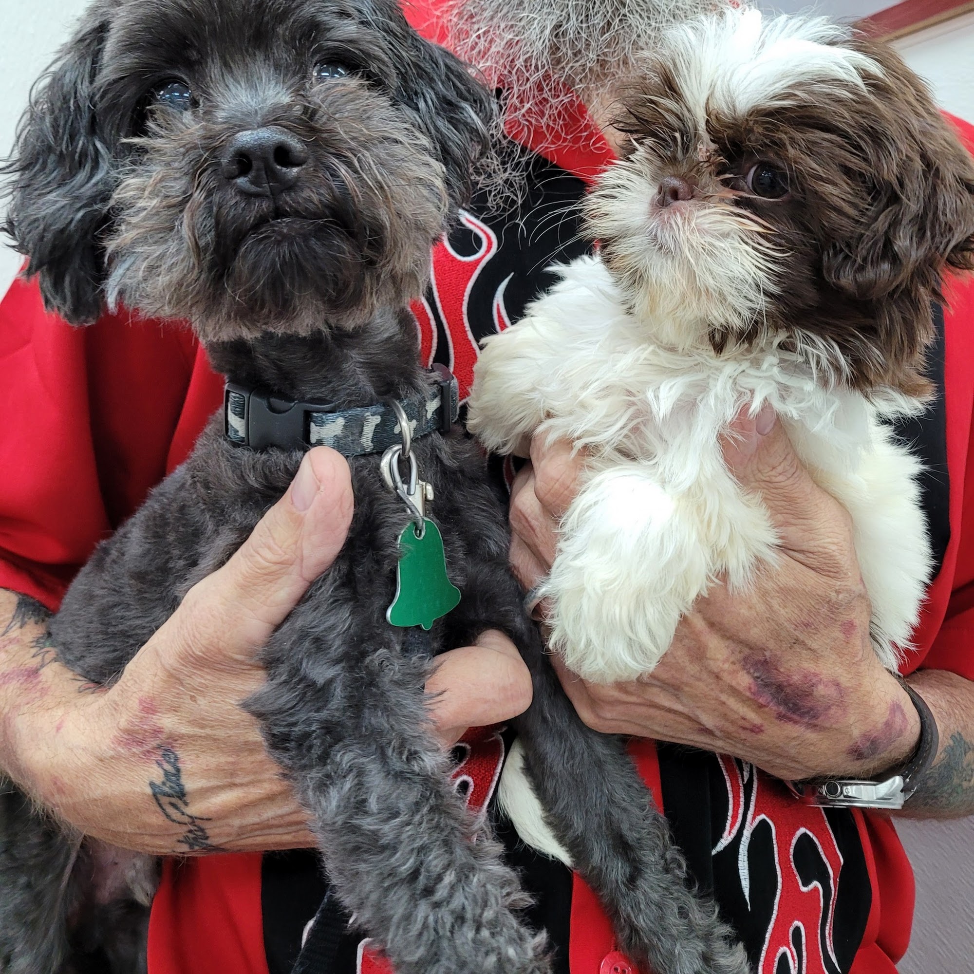 Puppy Junction Kearney