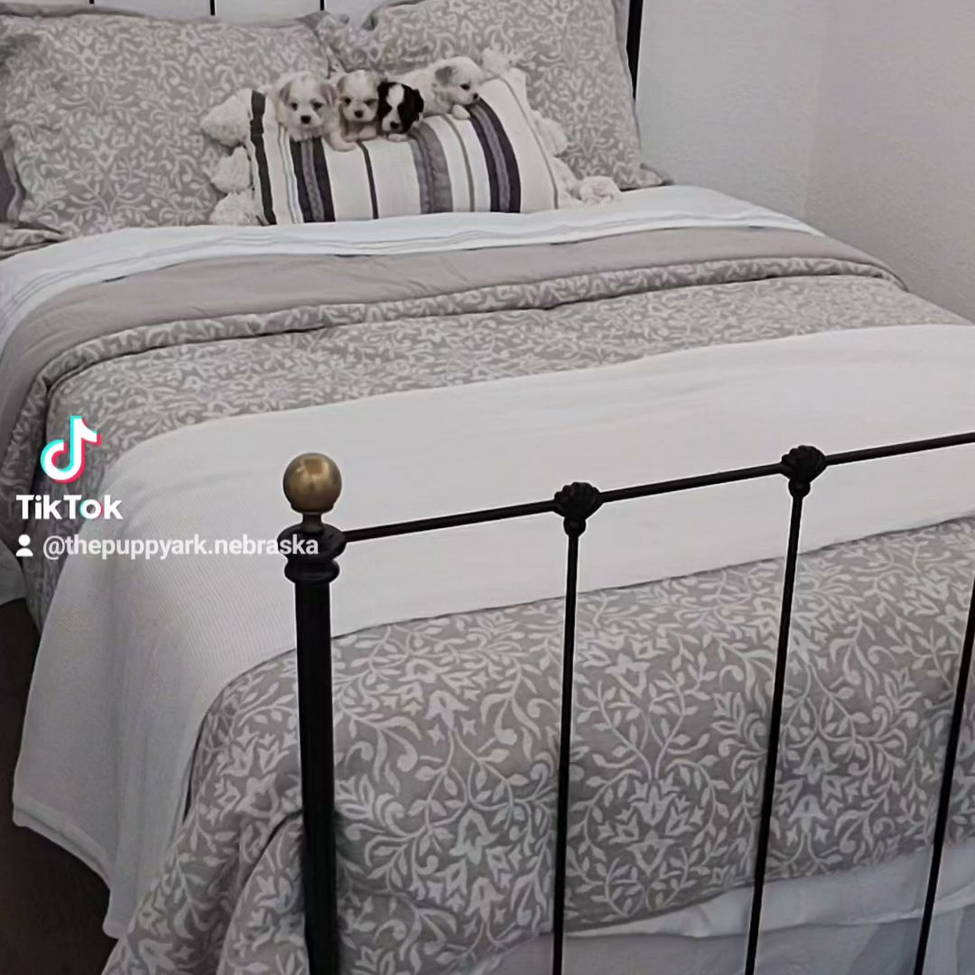 The Puppy Ark Kearney