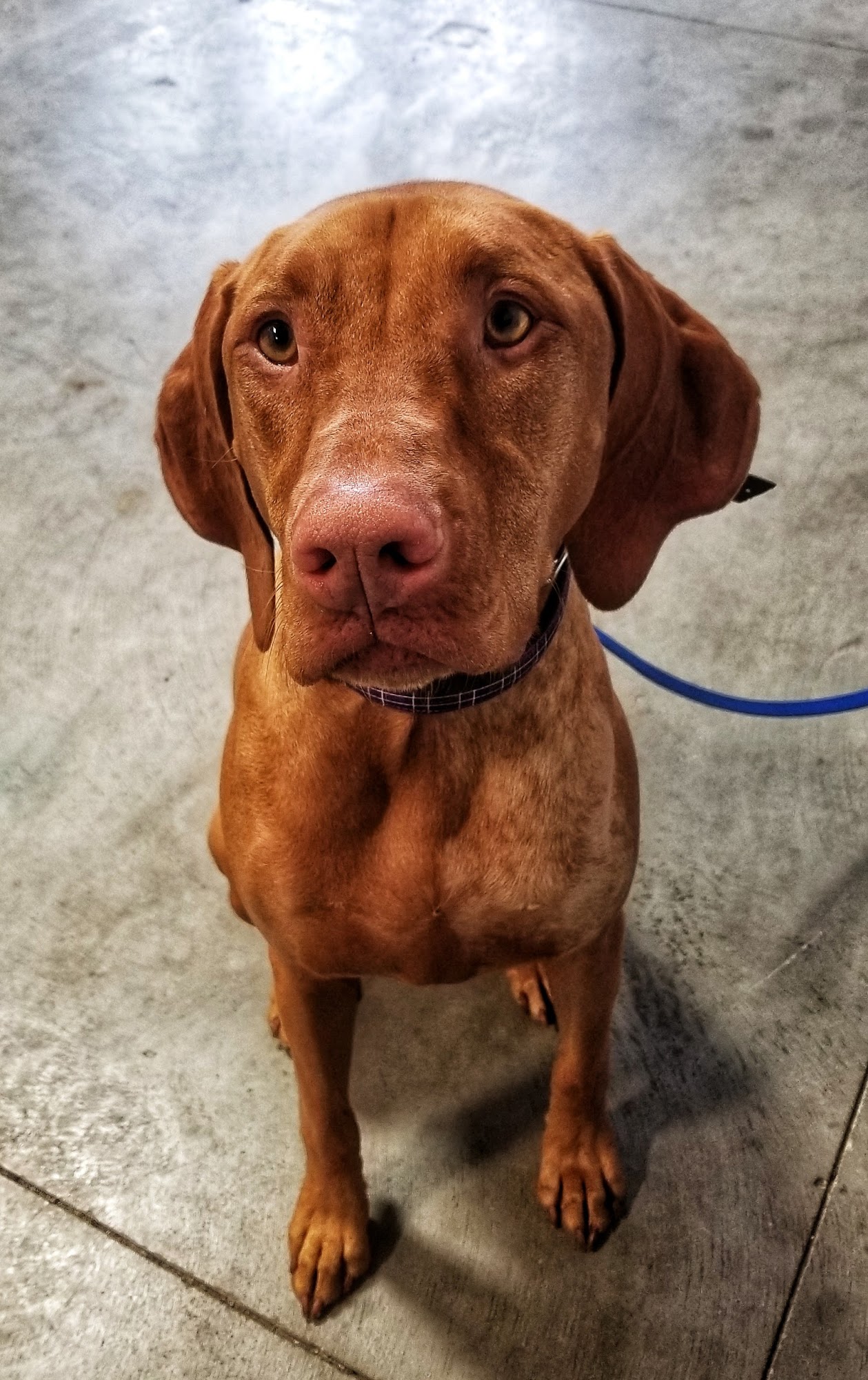 Nebraska Dog Trainers La Vista