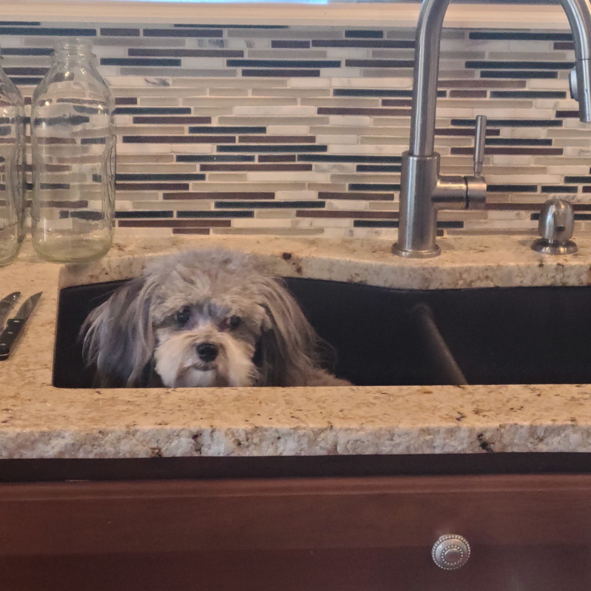 Lexington Animal Clinic Lexington