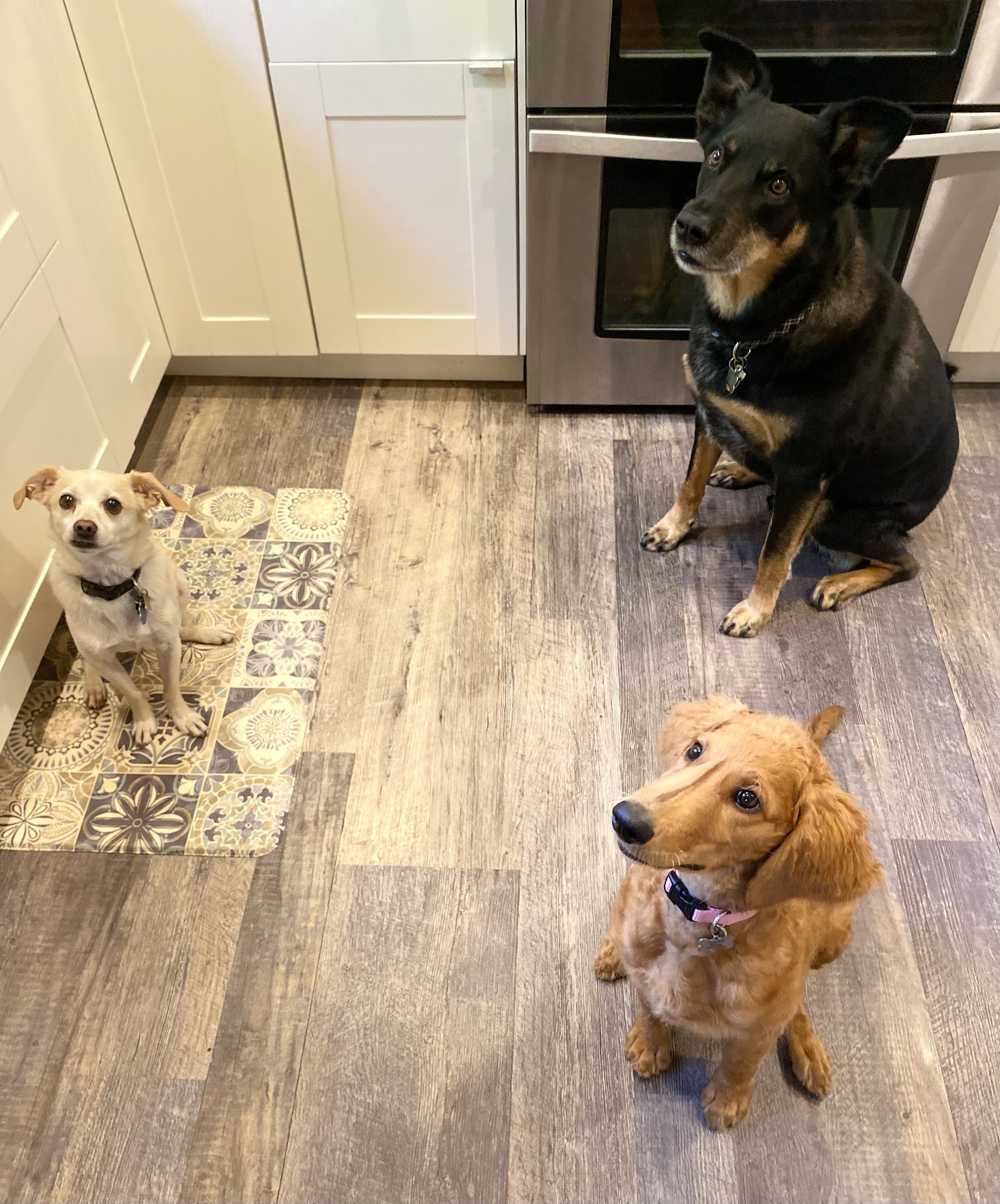 Clock Tower Animal Clinic Lincoln